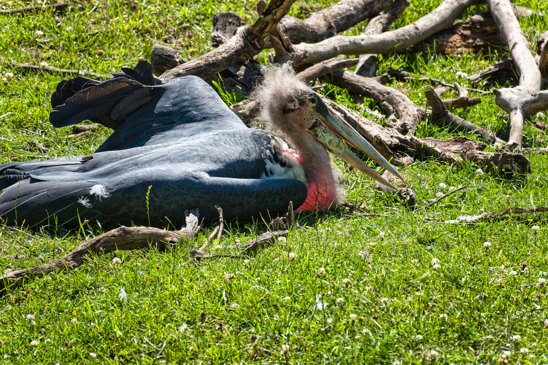 IN Zoo 00155