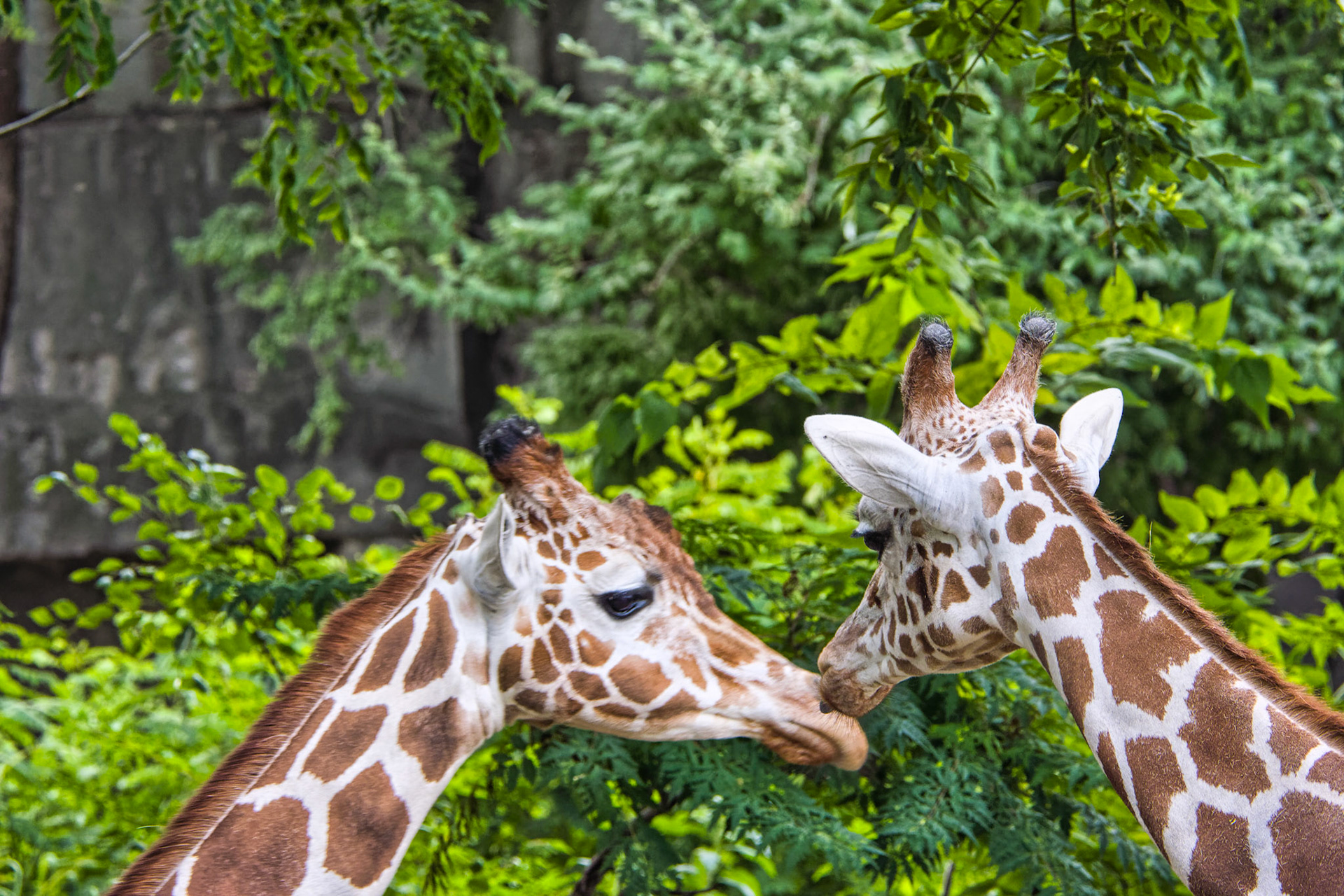 IN Zoo 00038