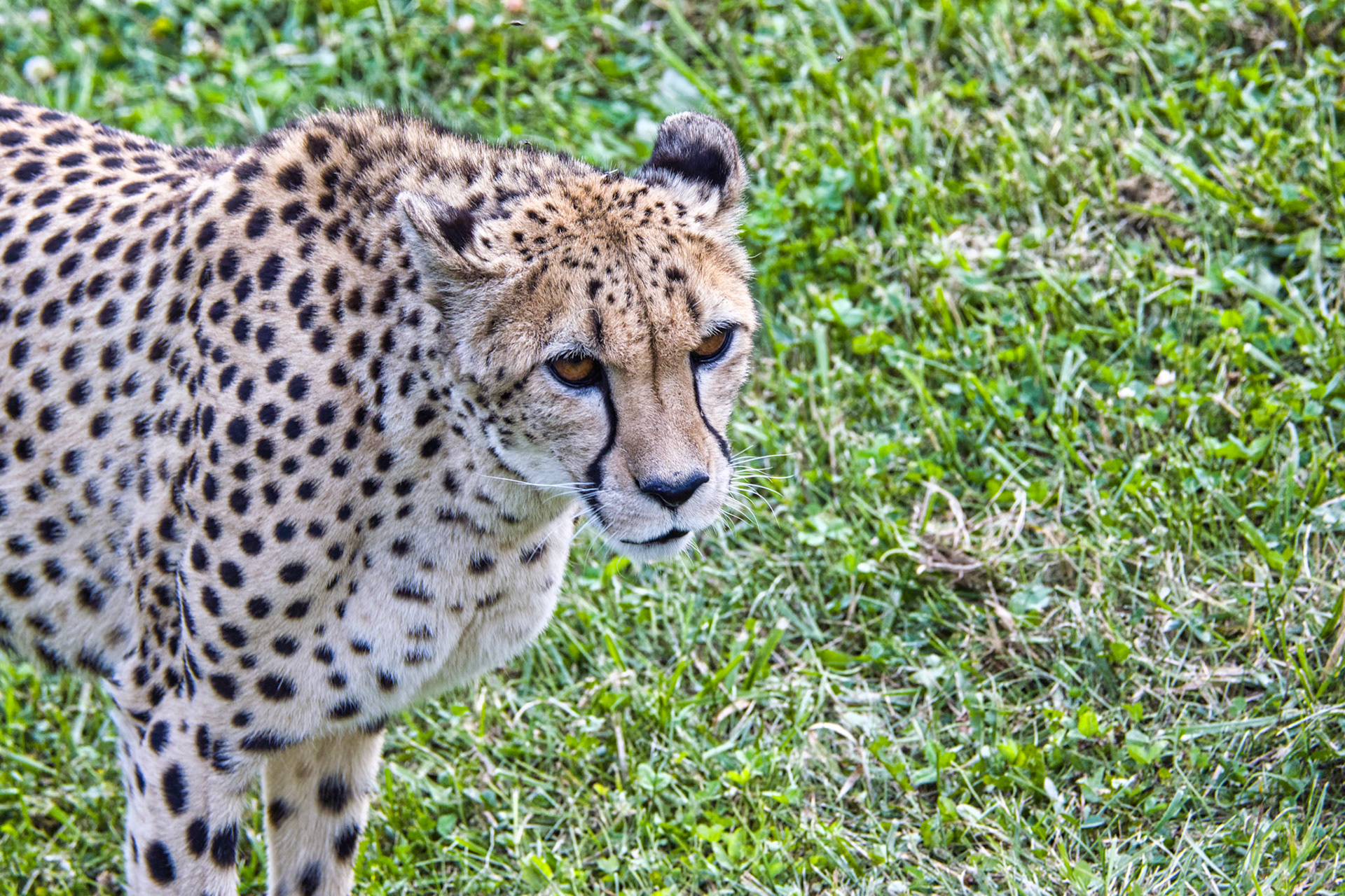 IN Zoo 00088