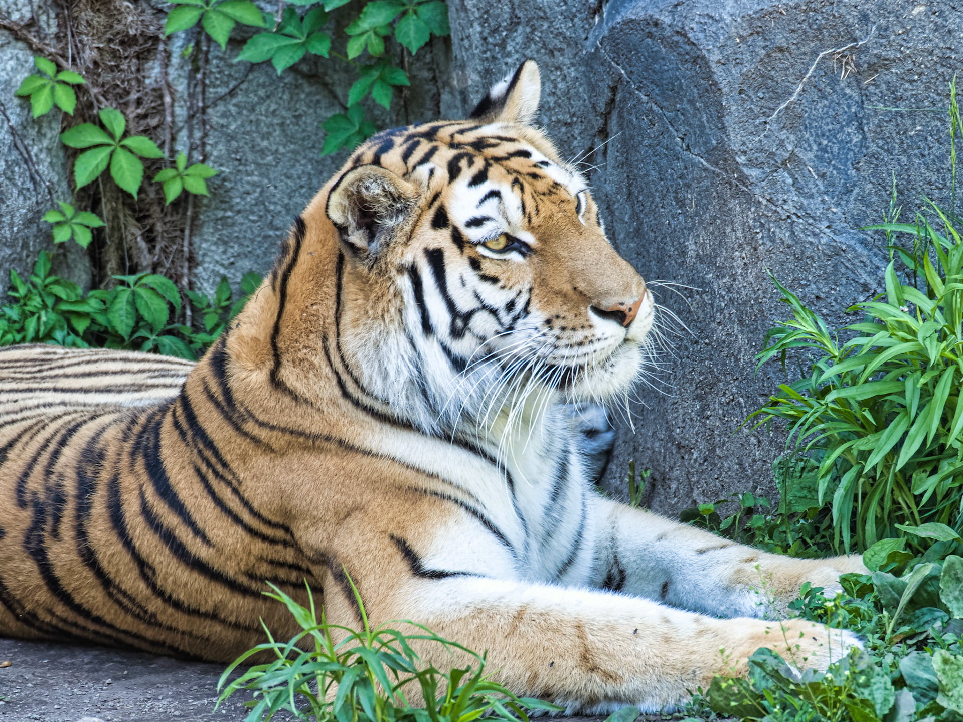 IL Brookfield Zoo 00016
