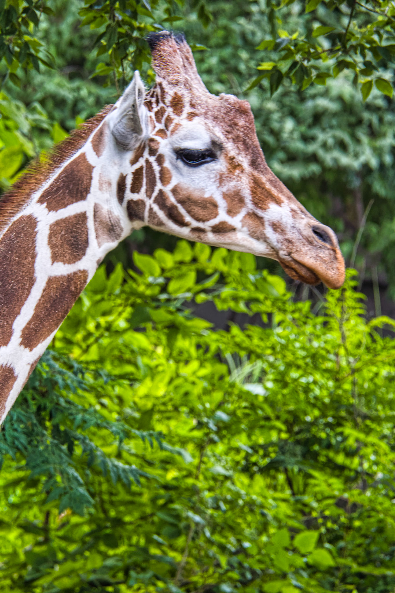 IN Zoo 00032