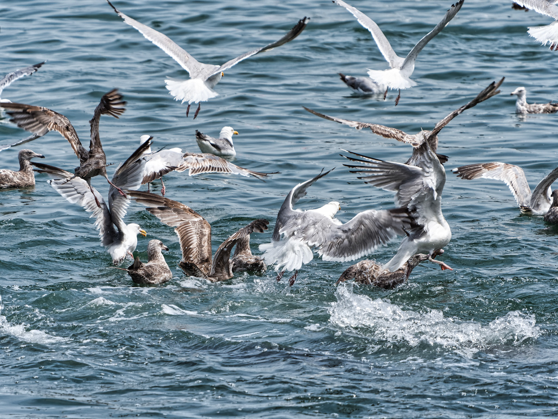 MA Cape Cod Birds 00037
