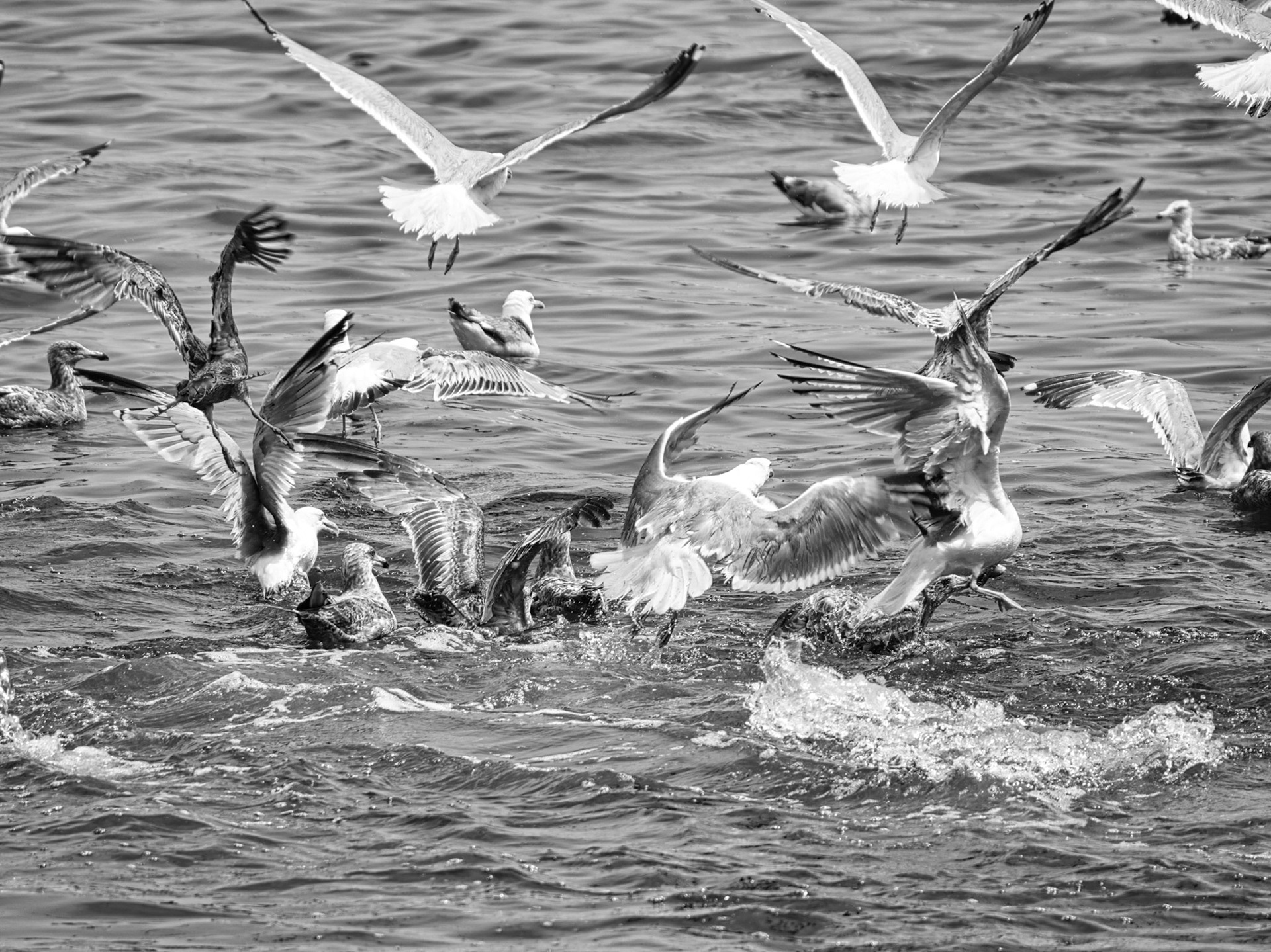 Black & White 00300