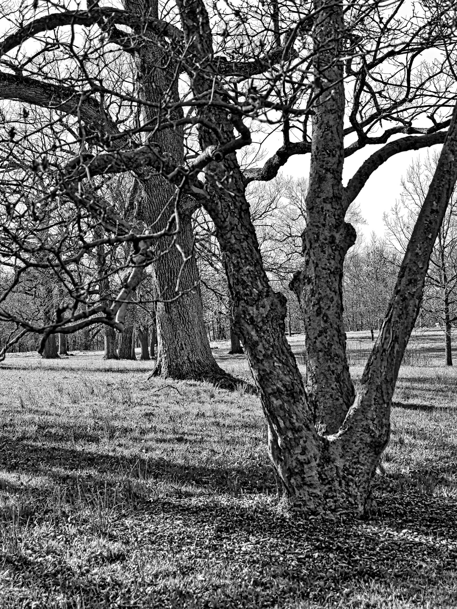 Black & White 00032