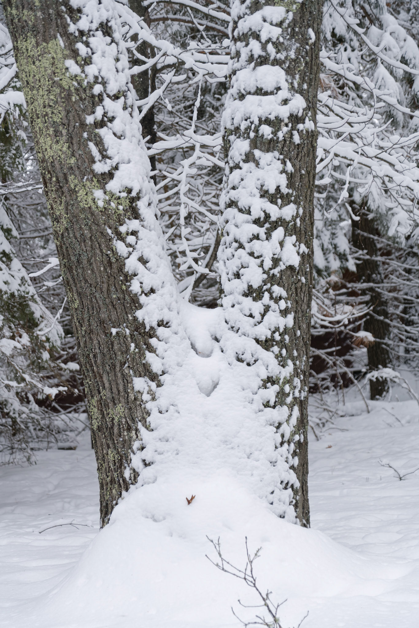 WI Fence 00402
