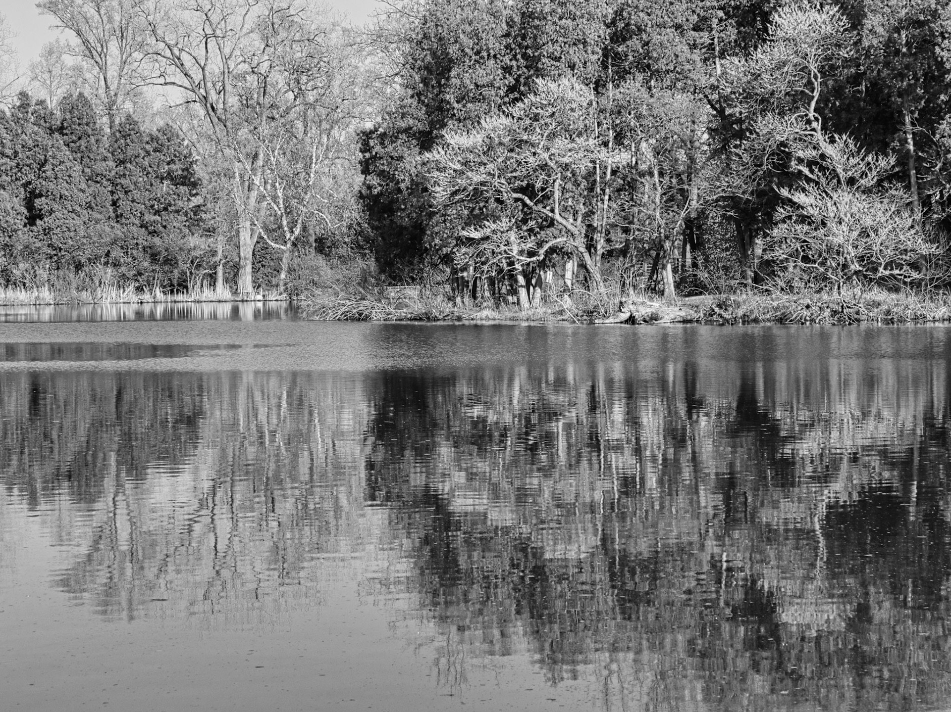 Black & White 00267