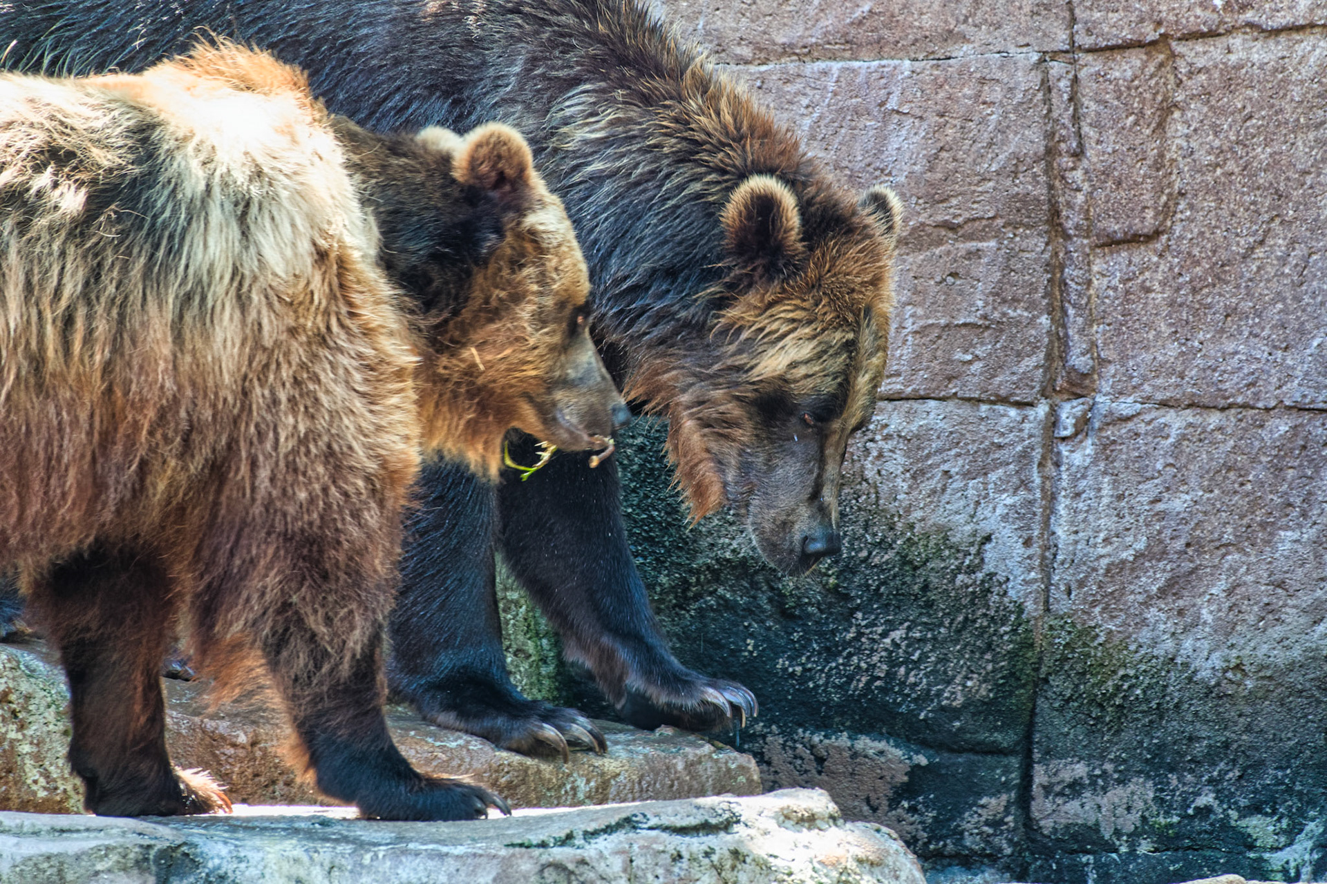 IN Zoo 00149