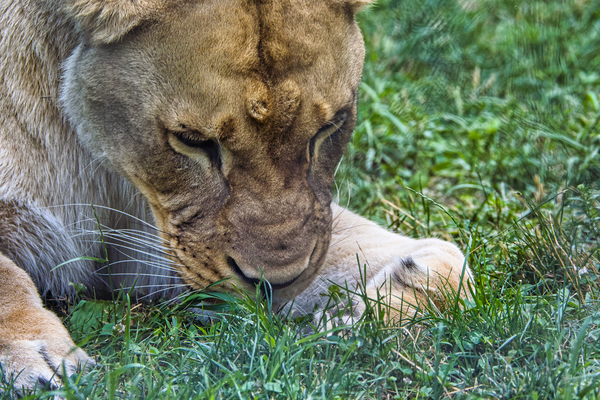 IN Zoo 00047
