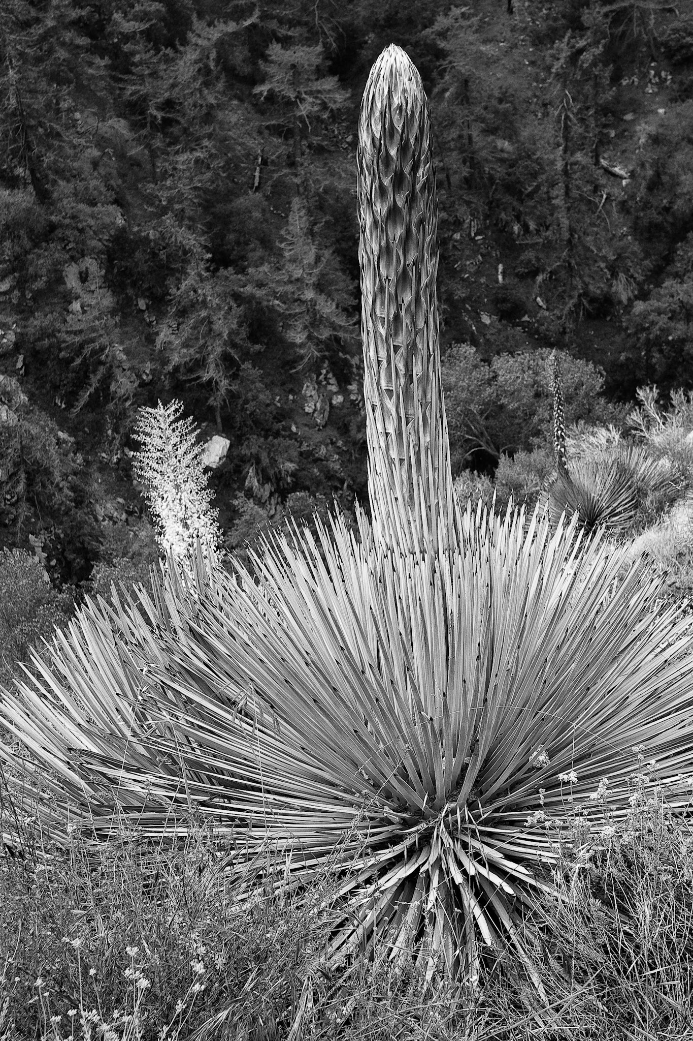 Black & White 00061