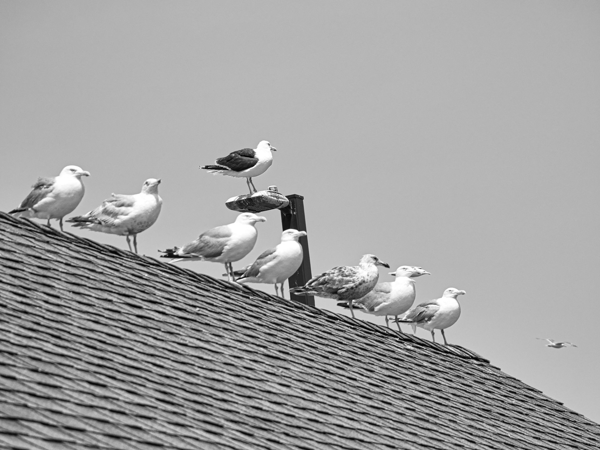 Black & White 00301