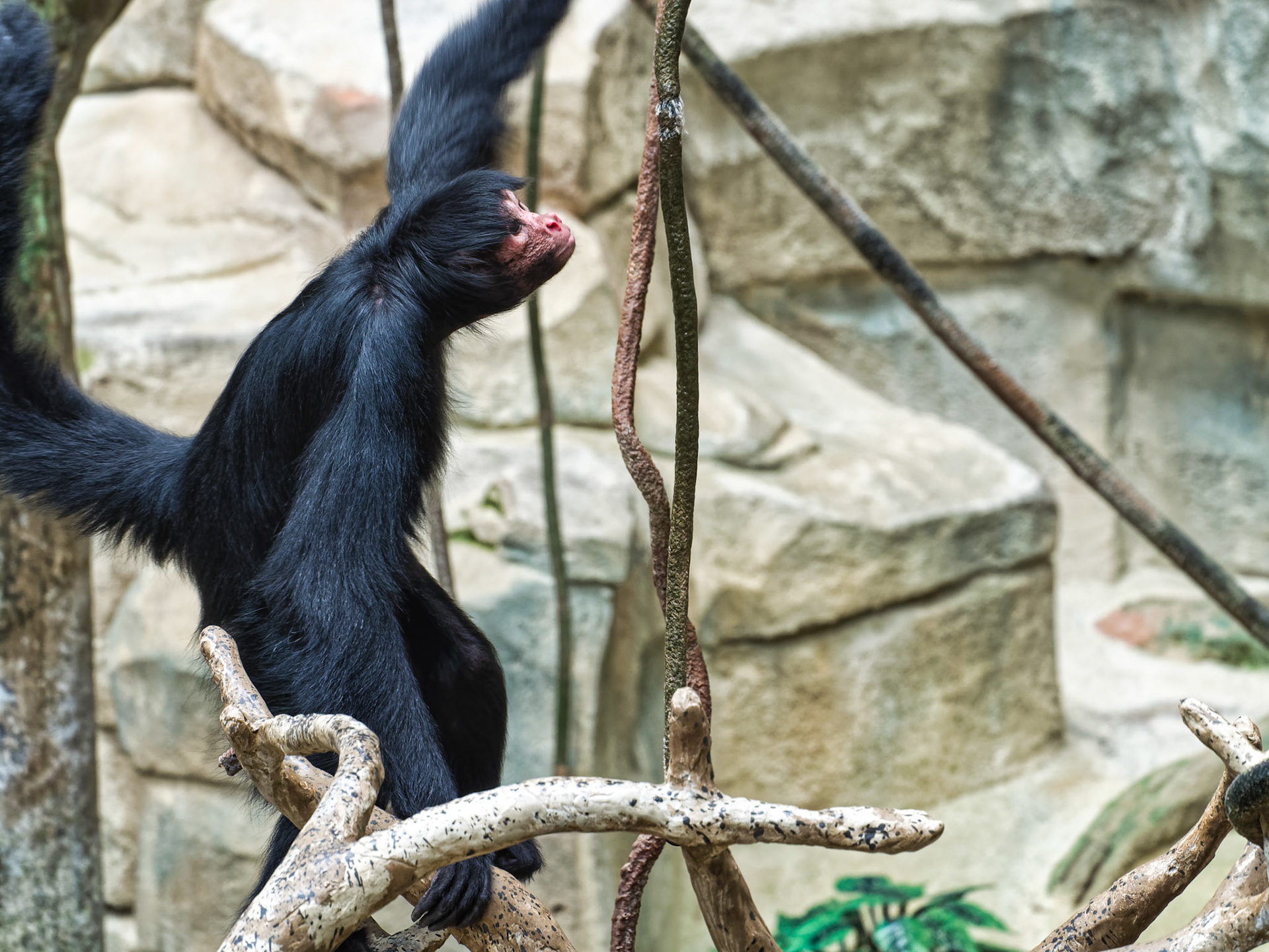 IL Brookfield Zoo 00009