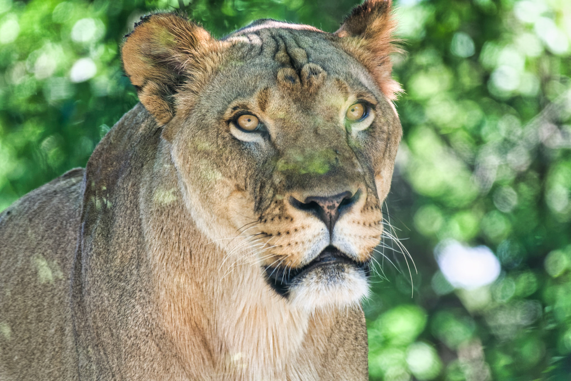 IN Zoo 00186