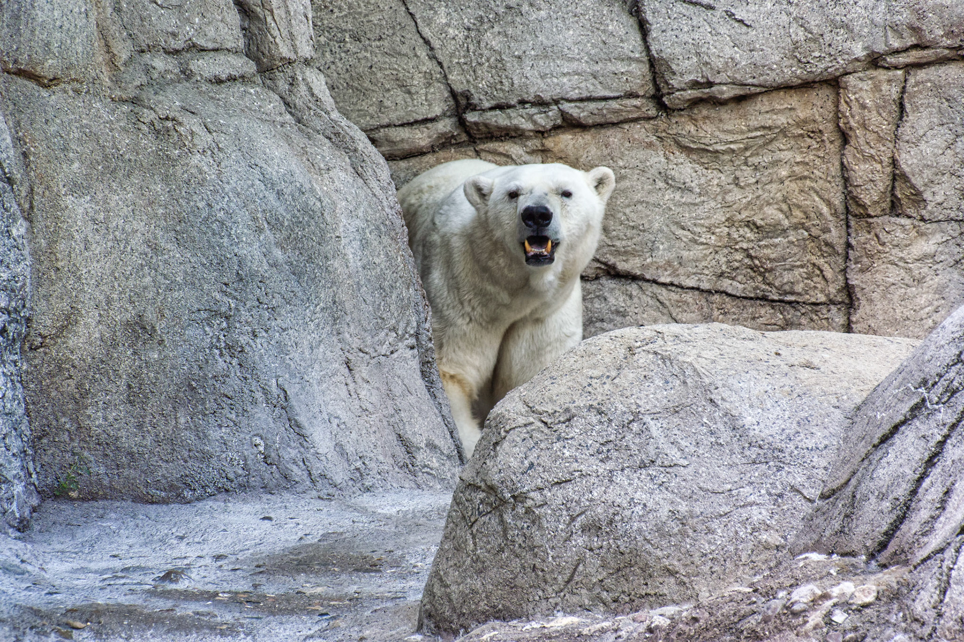 IN Zoo 00005
