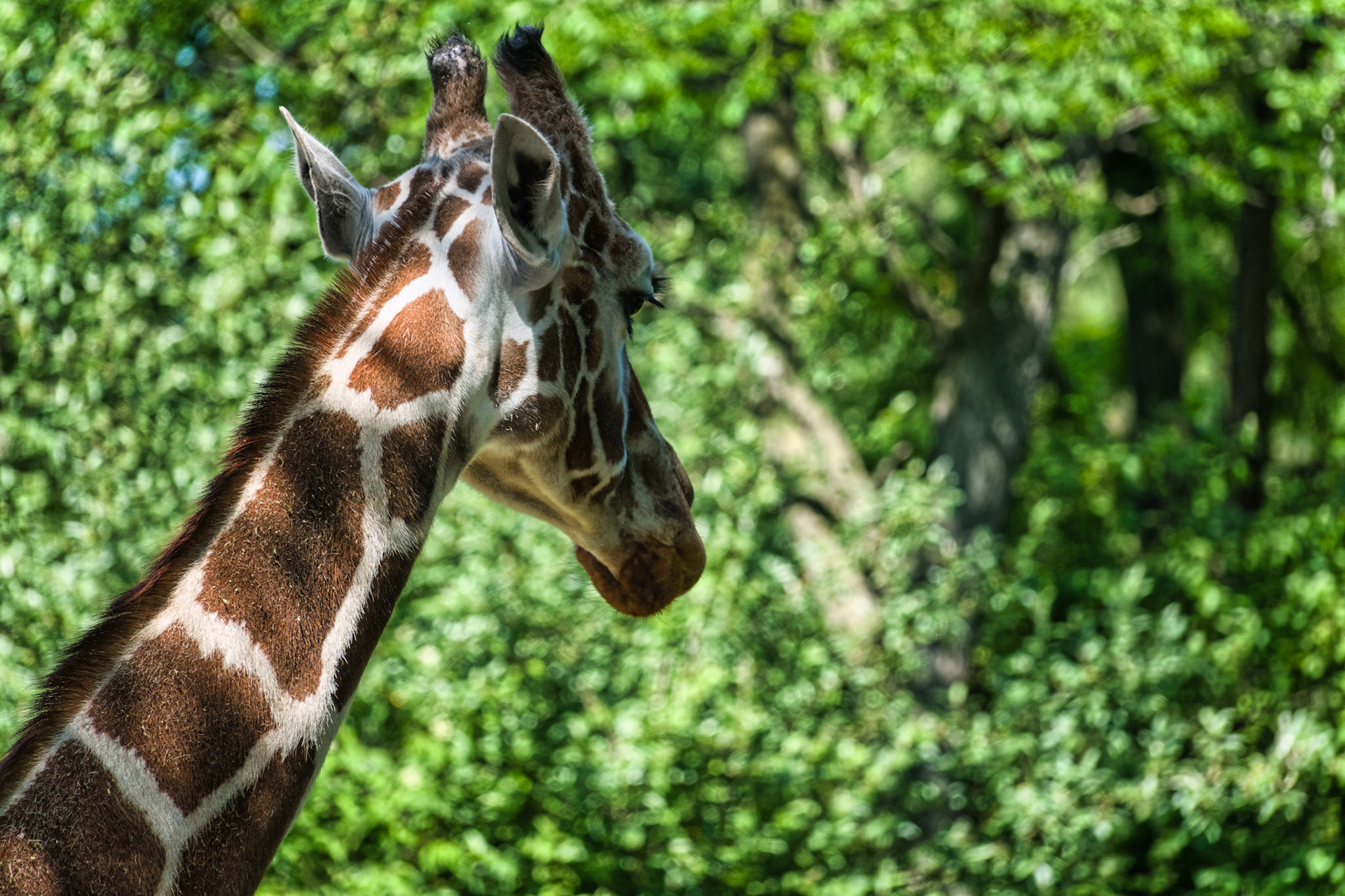 IN Zoo 00156