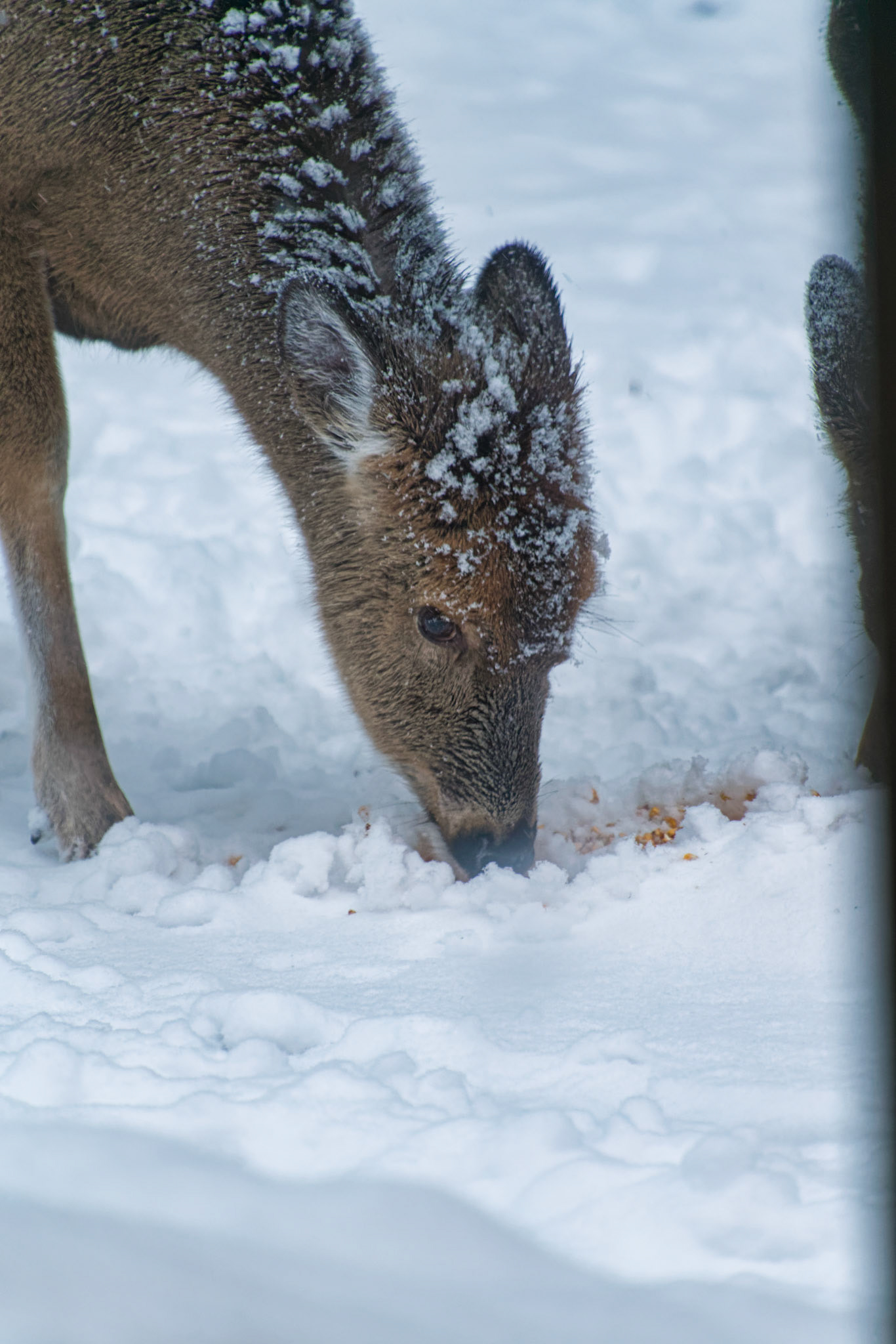 WI Fence 00379