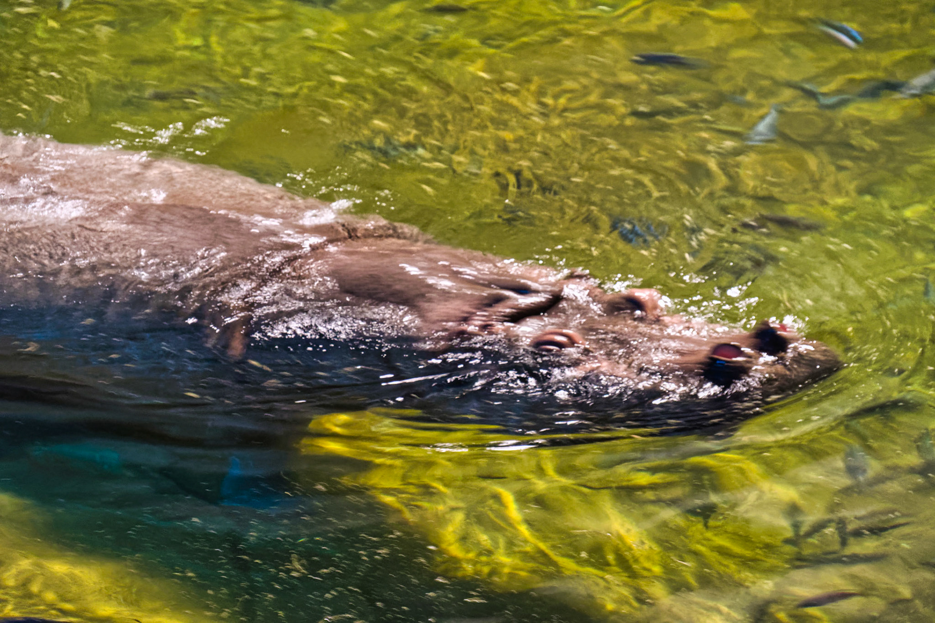 NJ Aquarium 00015