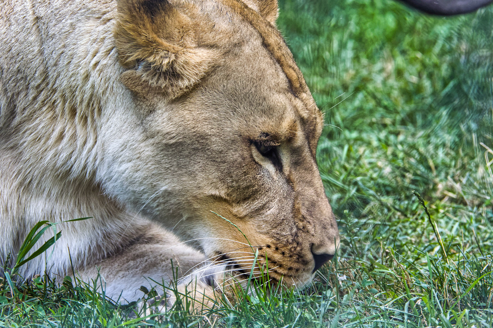 IN Zoo 00049