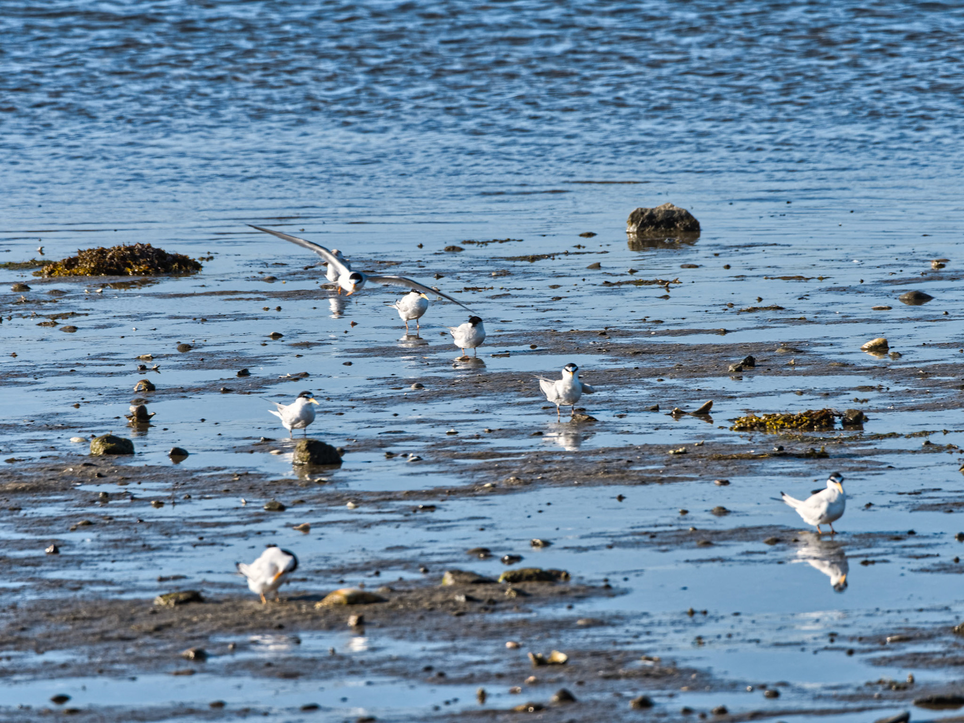 MA Cape Cod Birds 00001
