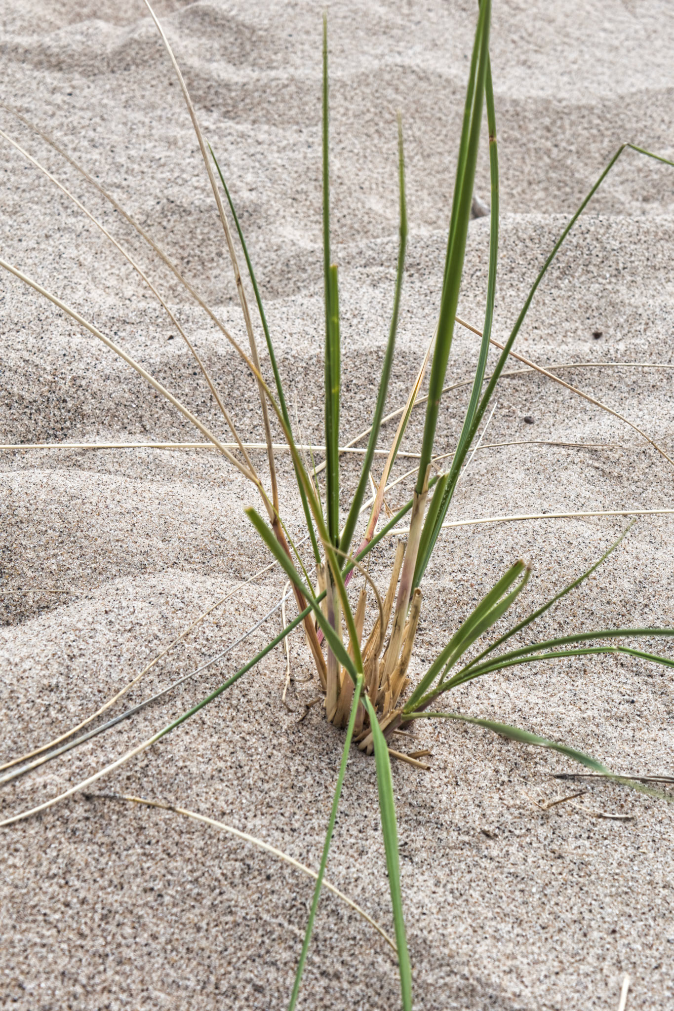 MI Dunes 00017
