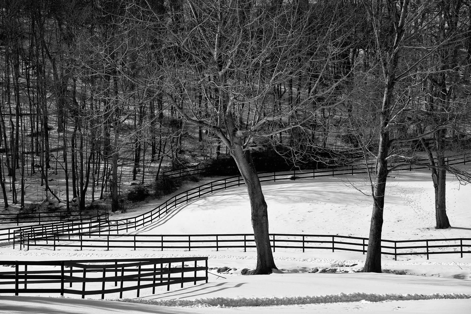 Black & White 00114