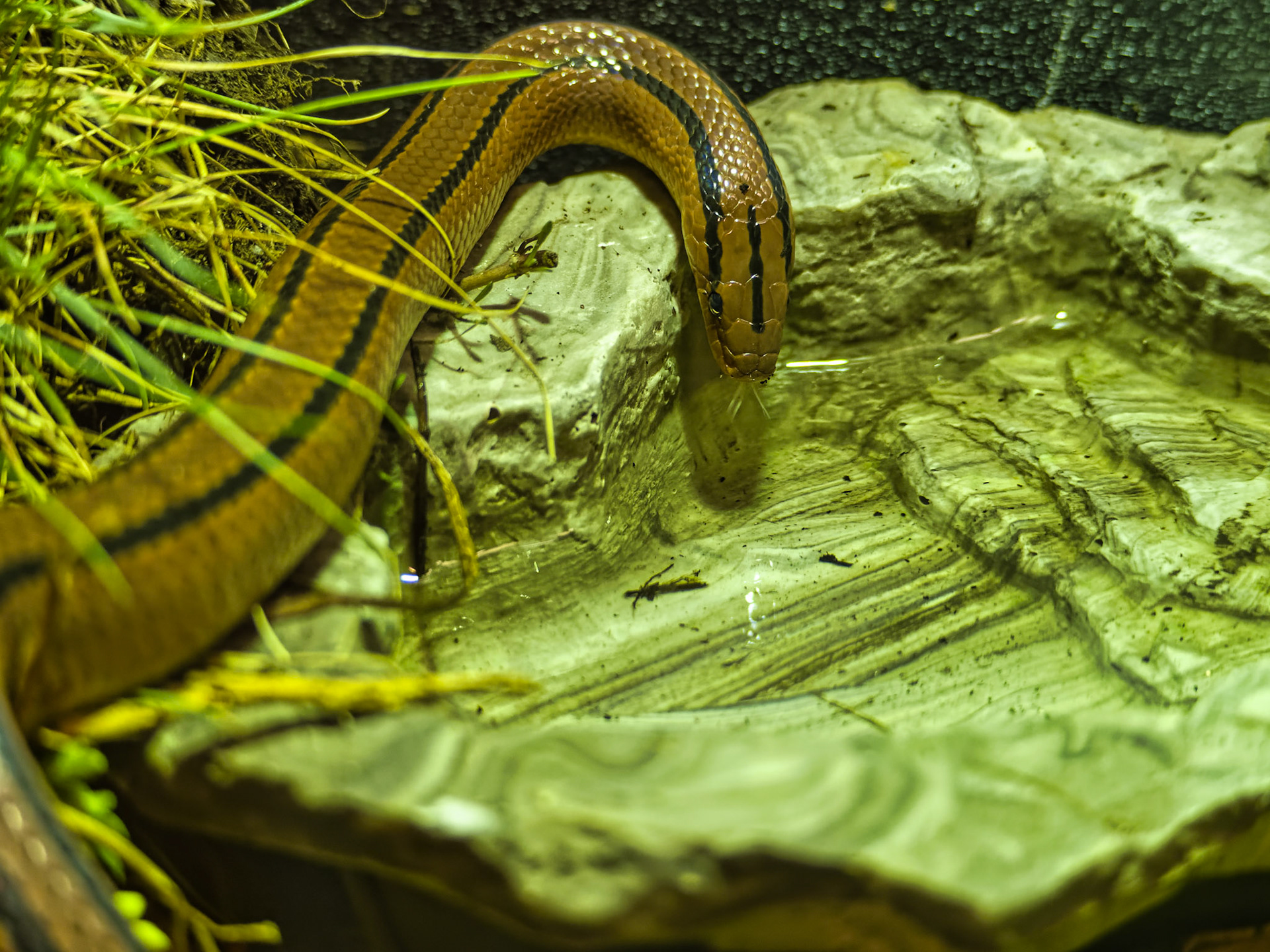 IL Brookfield Zoo 00018