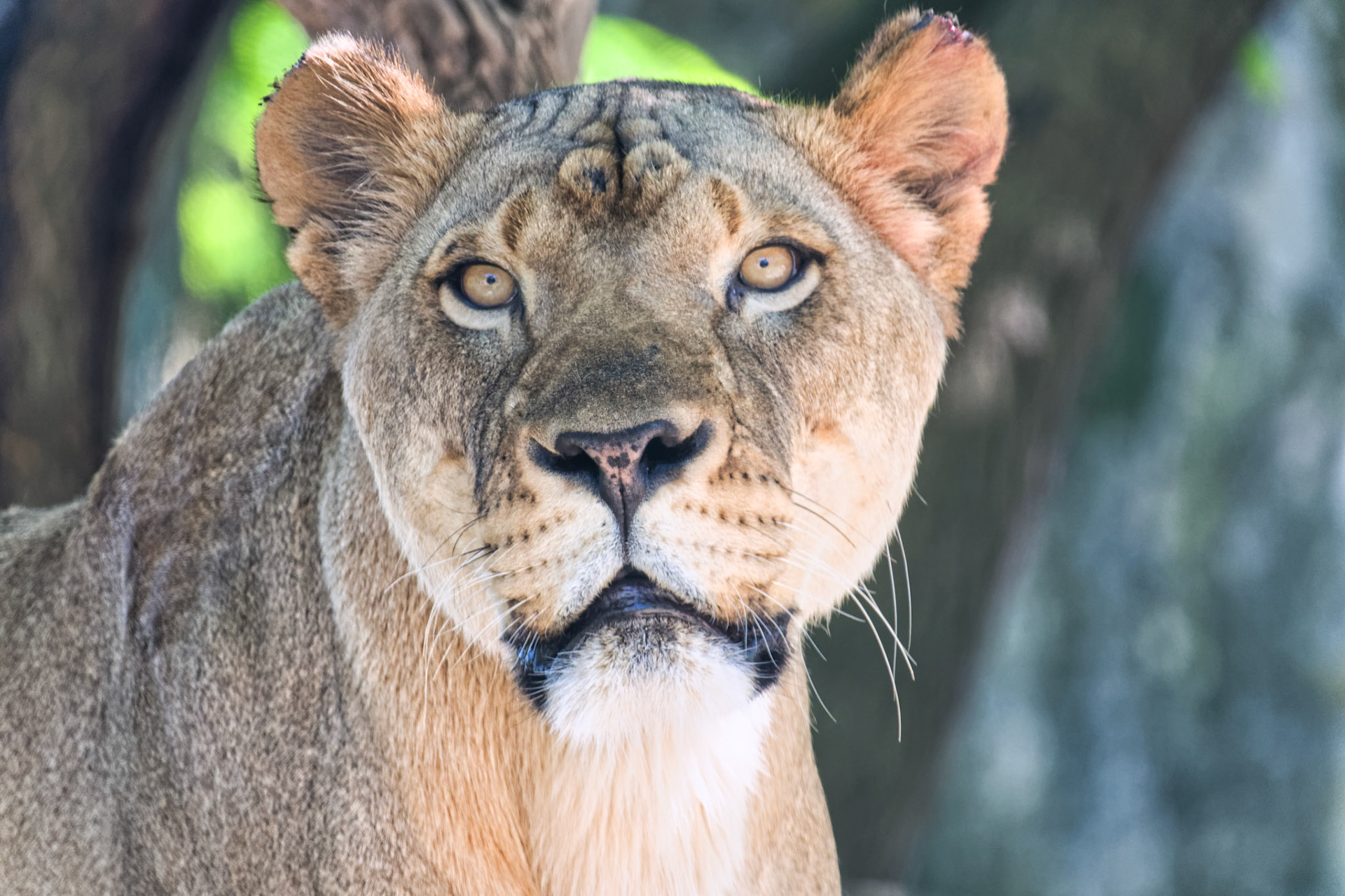 IN Zoo 00173