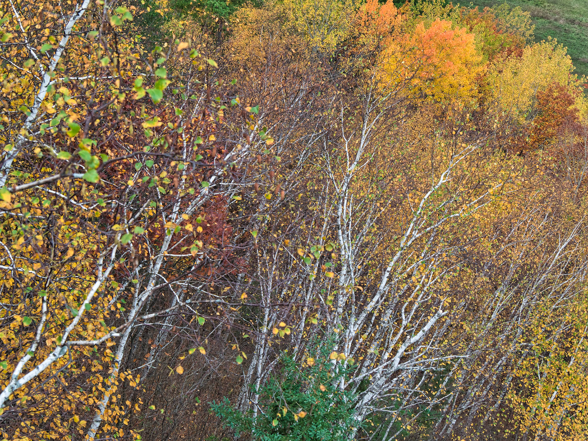 WI Fence 00038