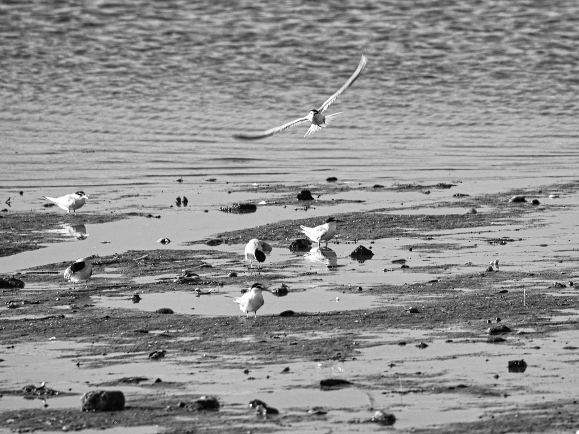 Black & White 00285