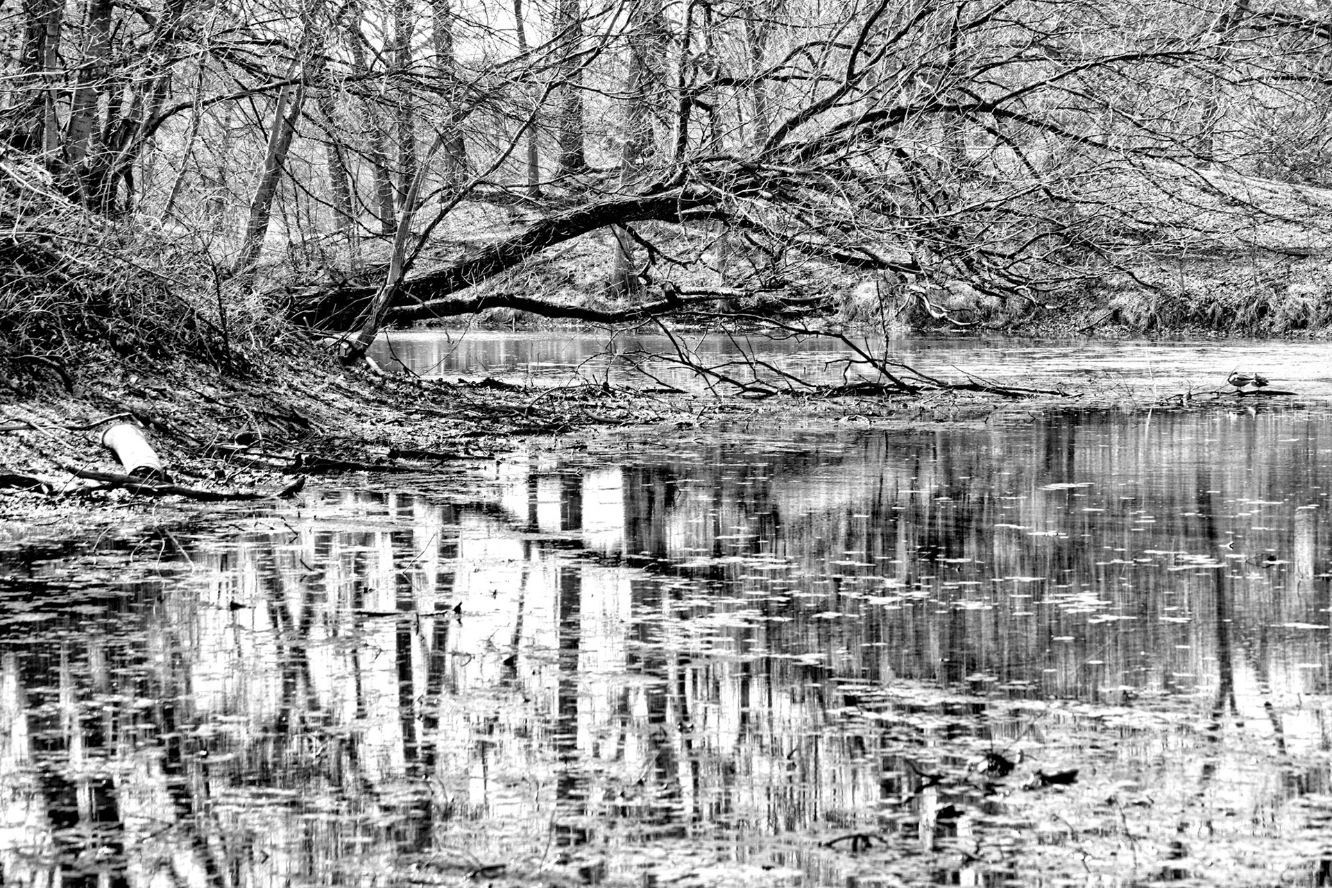 Black & White 00040