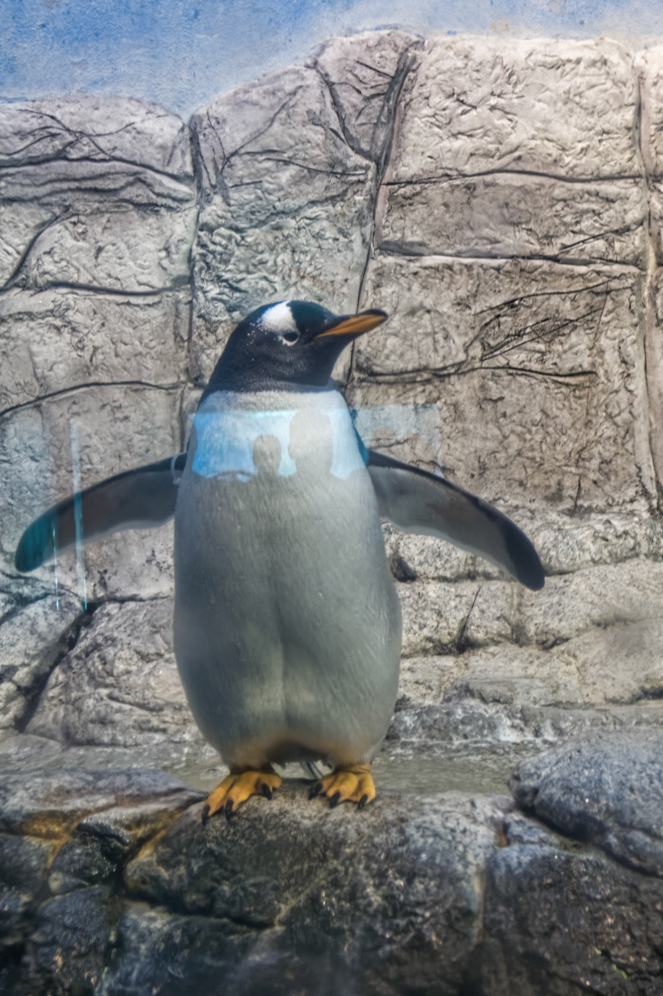 IN Zoo 00127