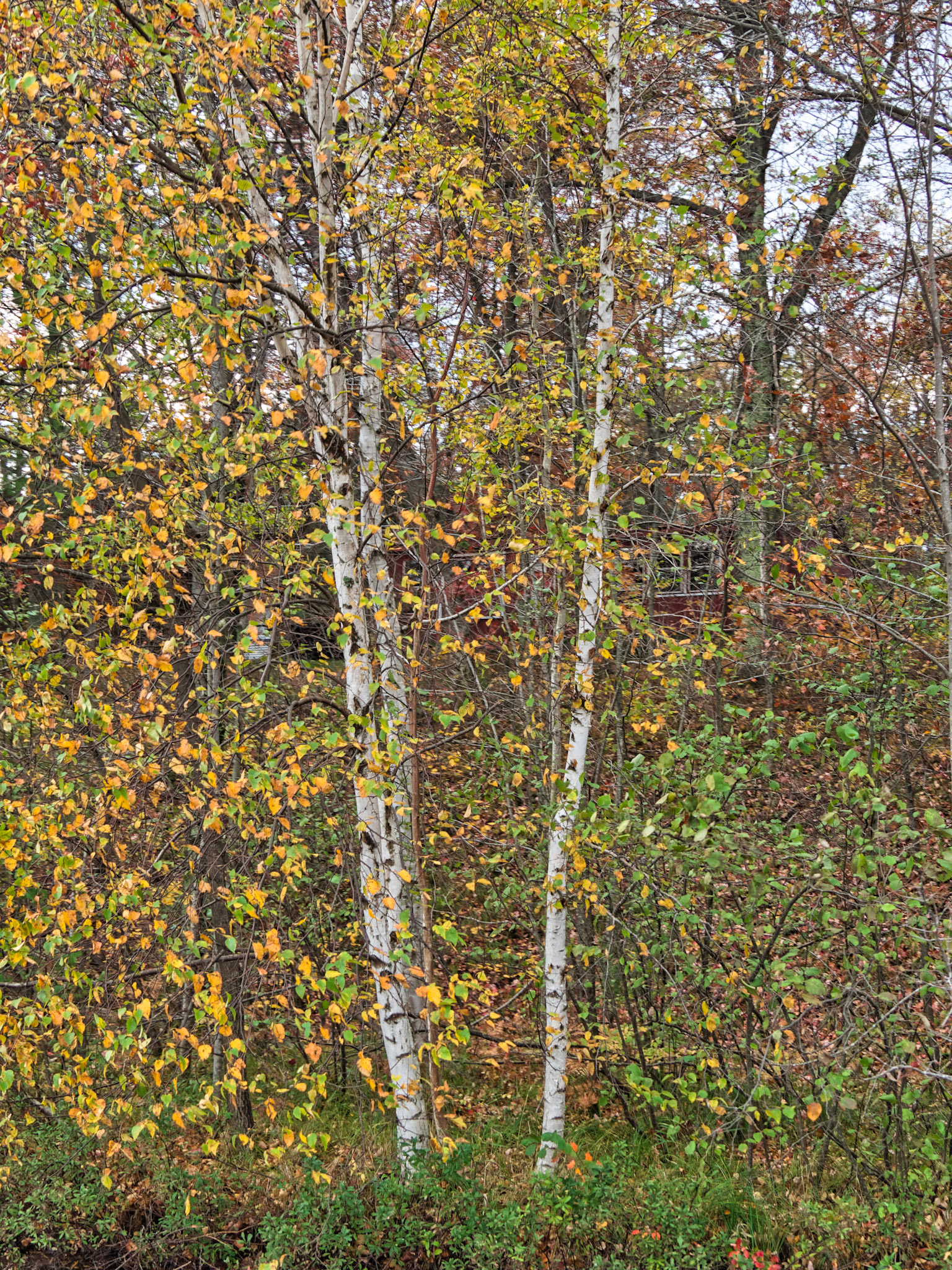 WI Fence 00108