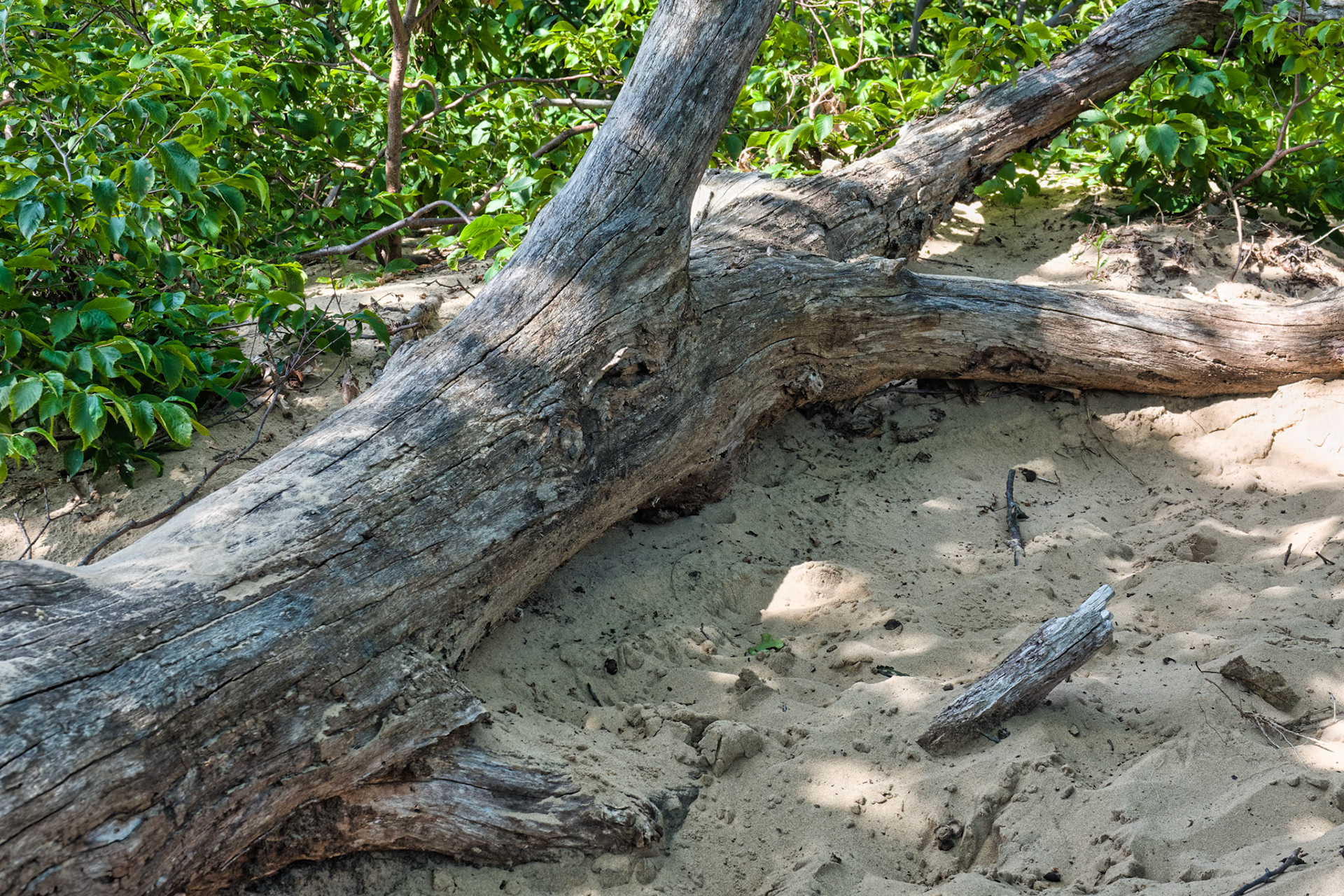 MI Dunes 00109