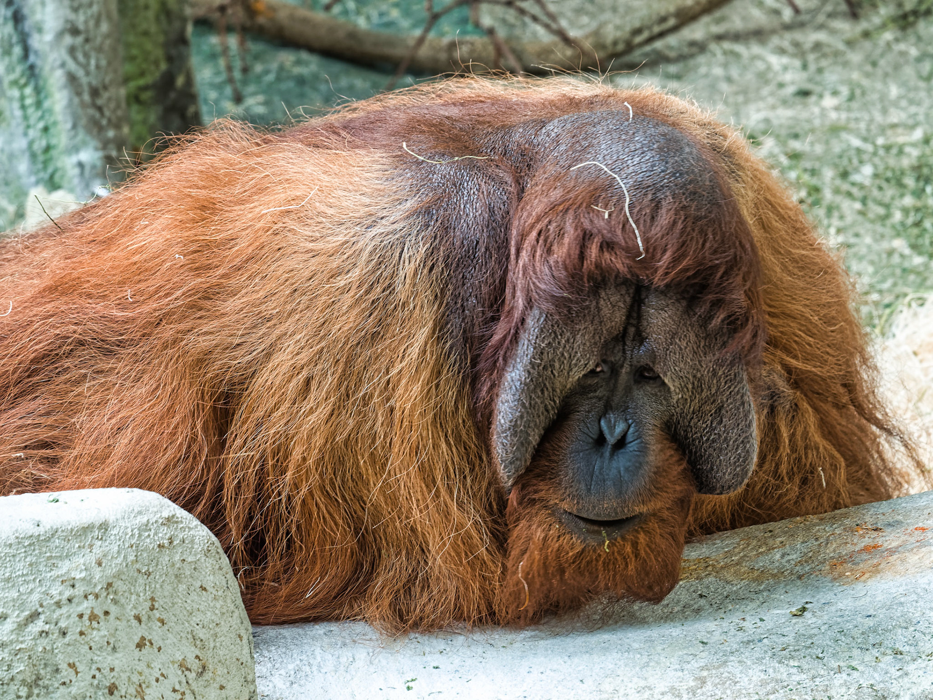 IL Brookfield Zoo 00014