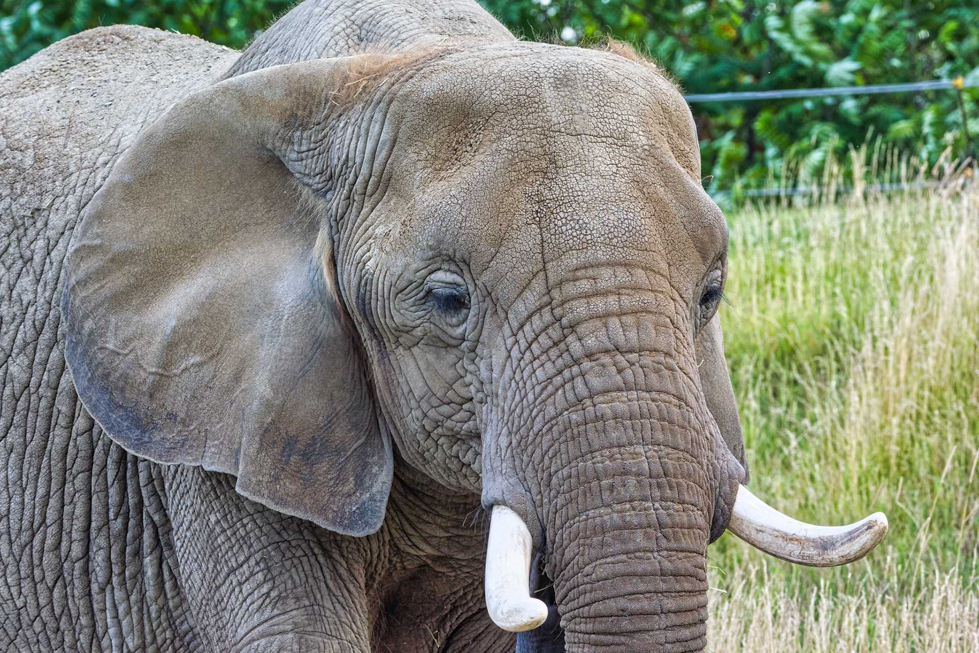 IN Zoo 00080