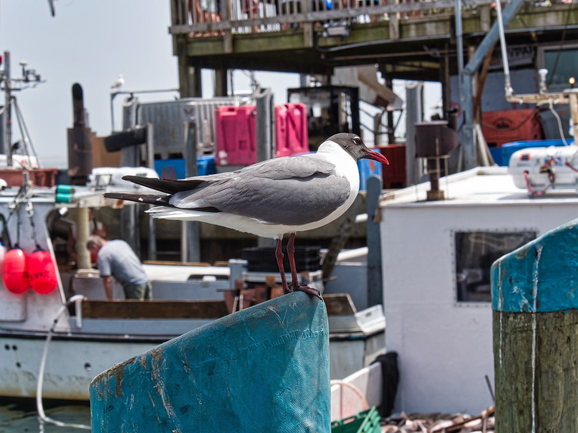 MA Cape Cod Chatham 00007