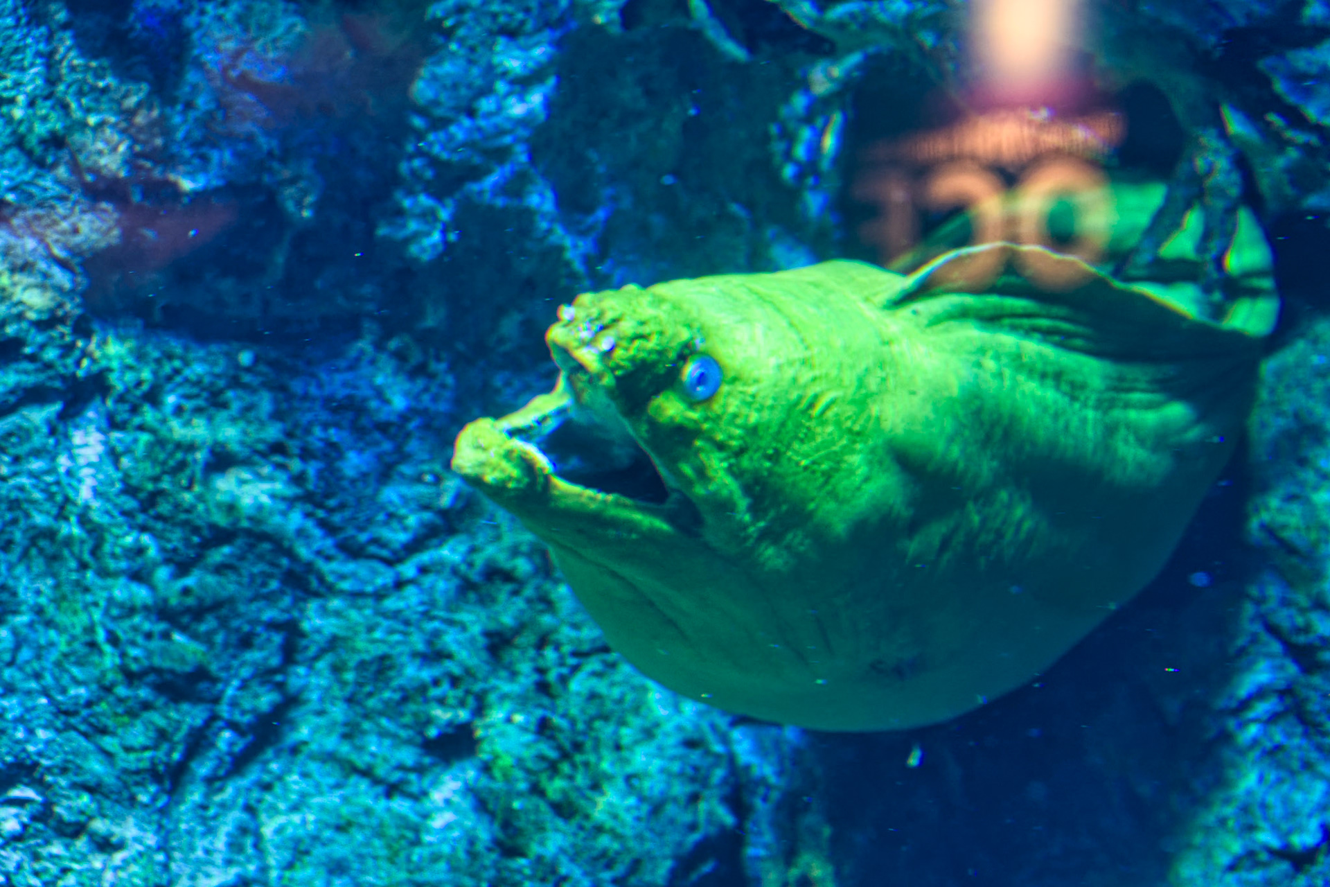IN Zoo 00110