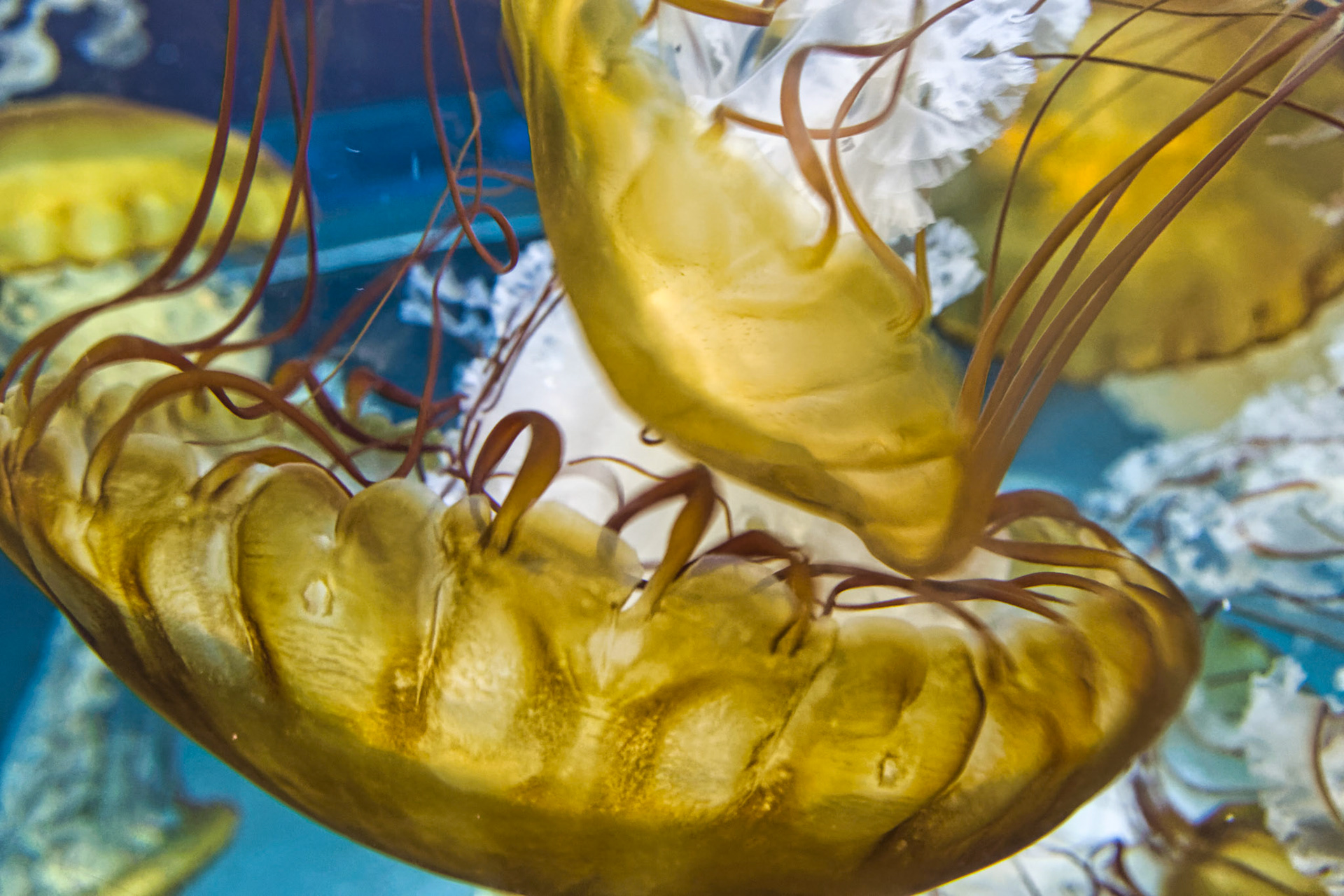 NJ Aquarium 00026