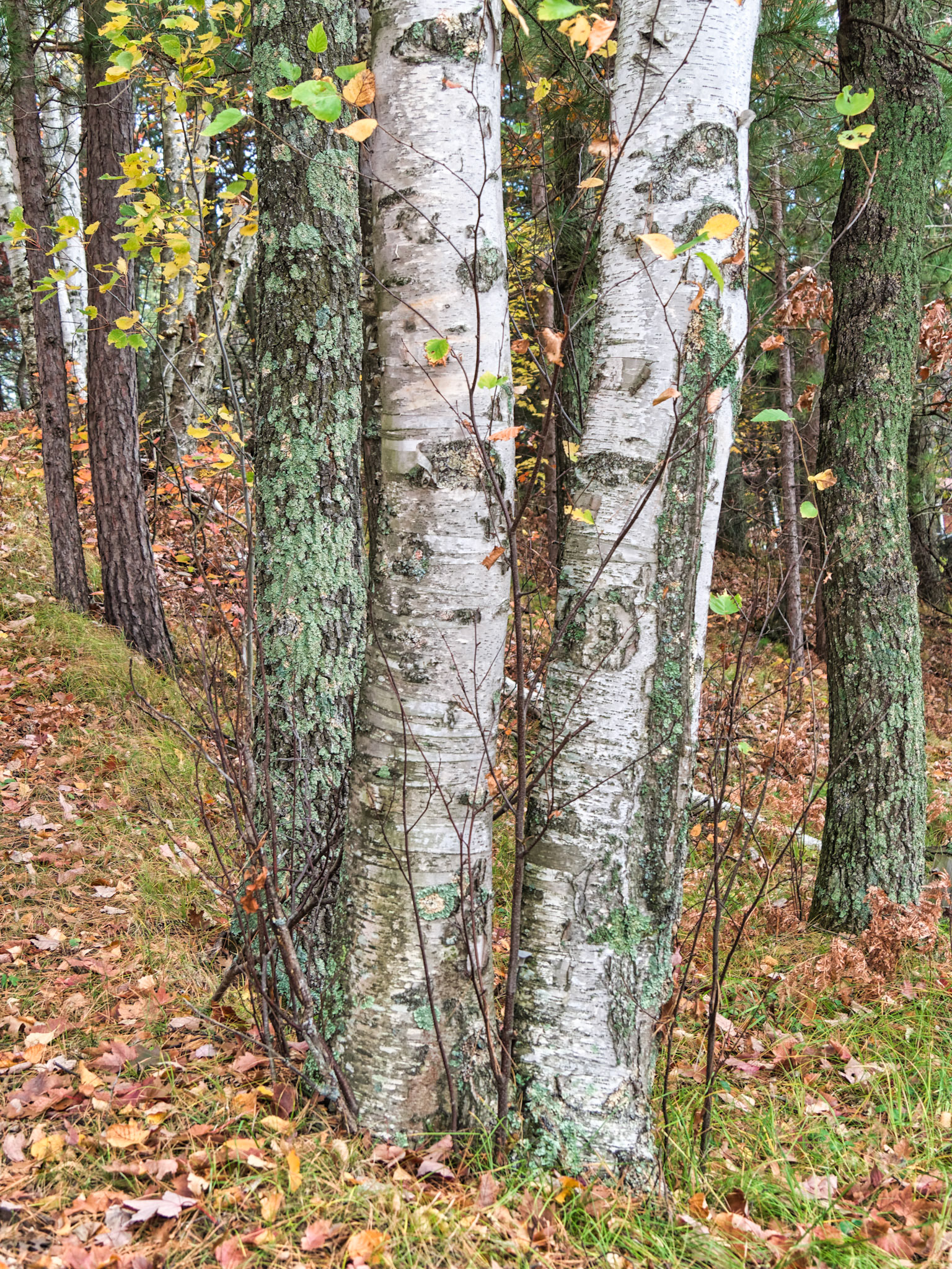 WI Fence 00146