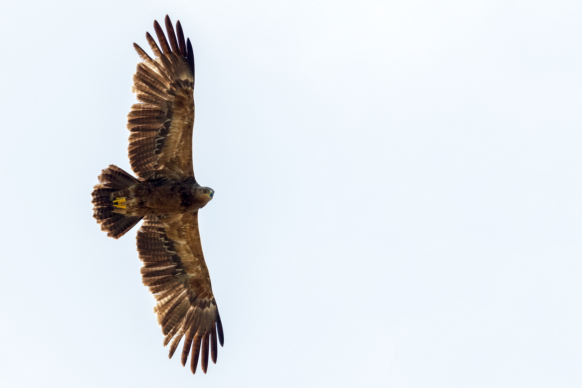 Lesser Spotted Eagle / Mažasis erelis rėksnys