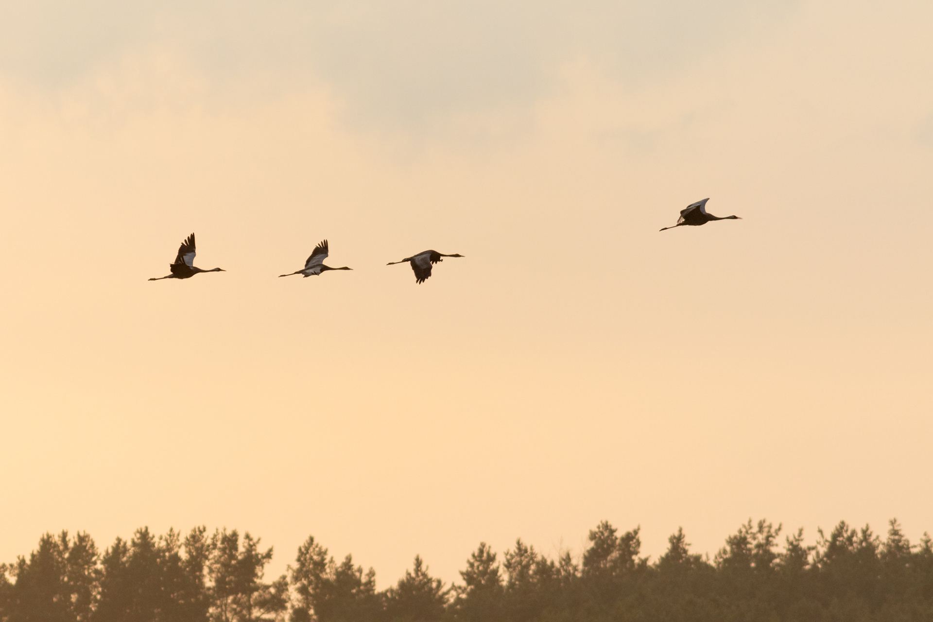Cranes / Gervės