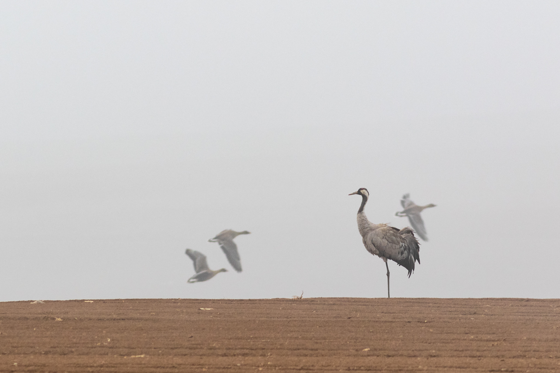 Crane / Gervė