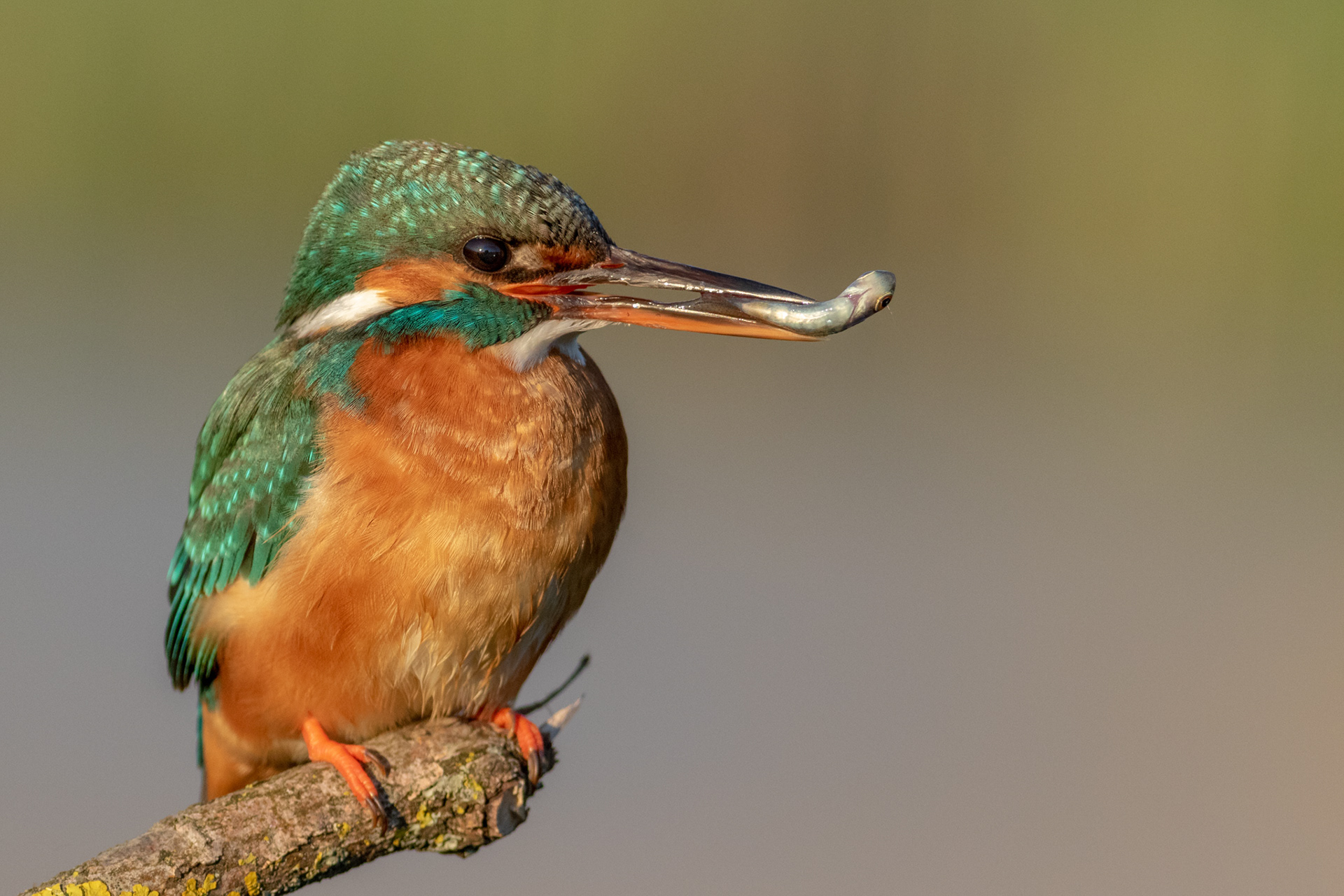 European Kingfisher / Tulžys