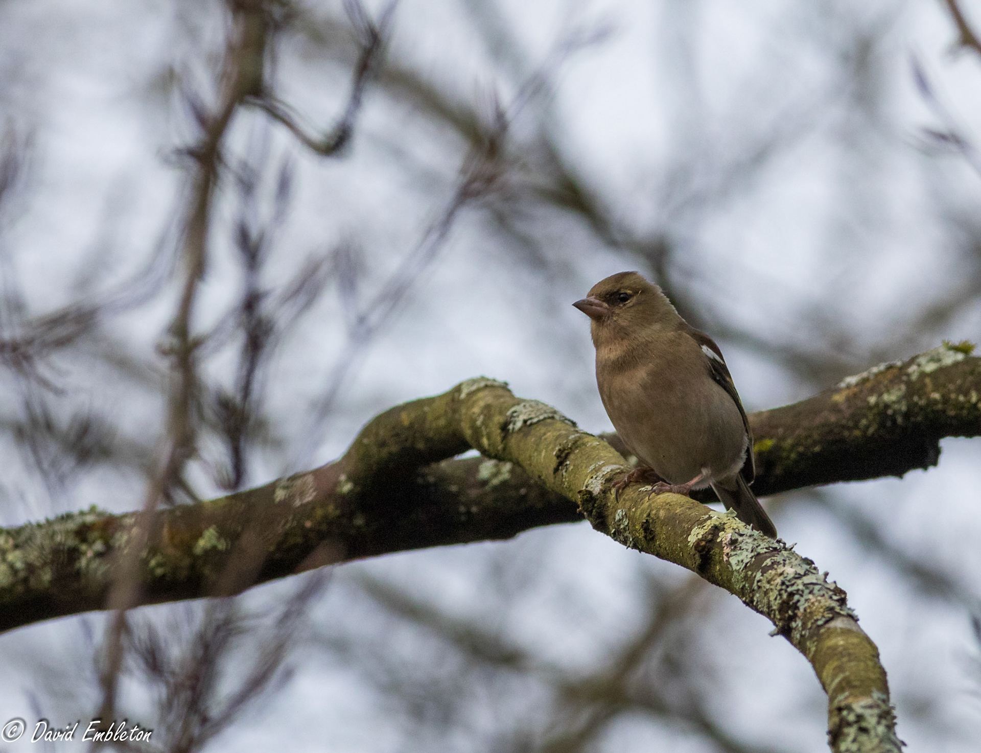 Chaffinch
