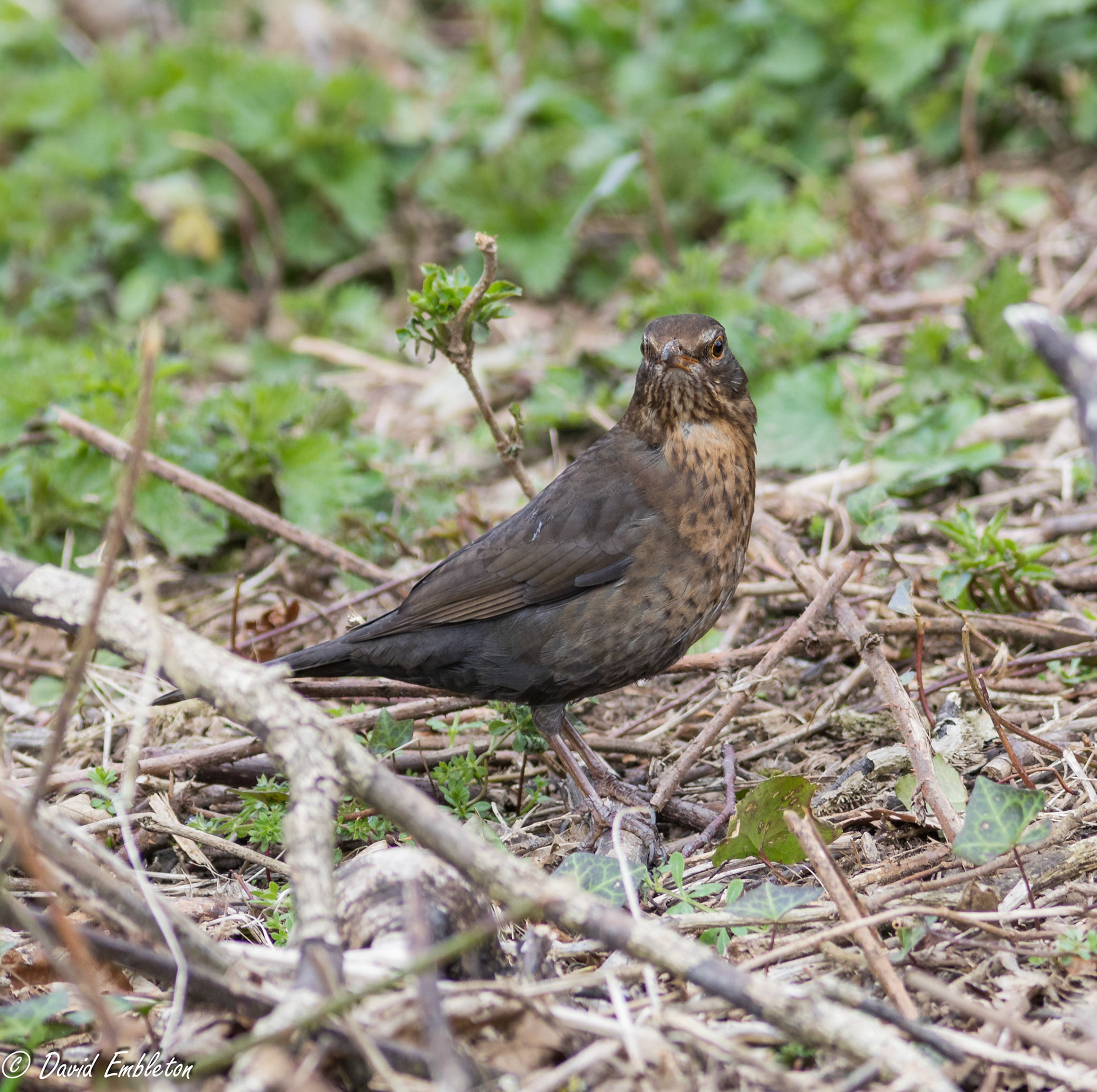 Blackbird (juvenile)