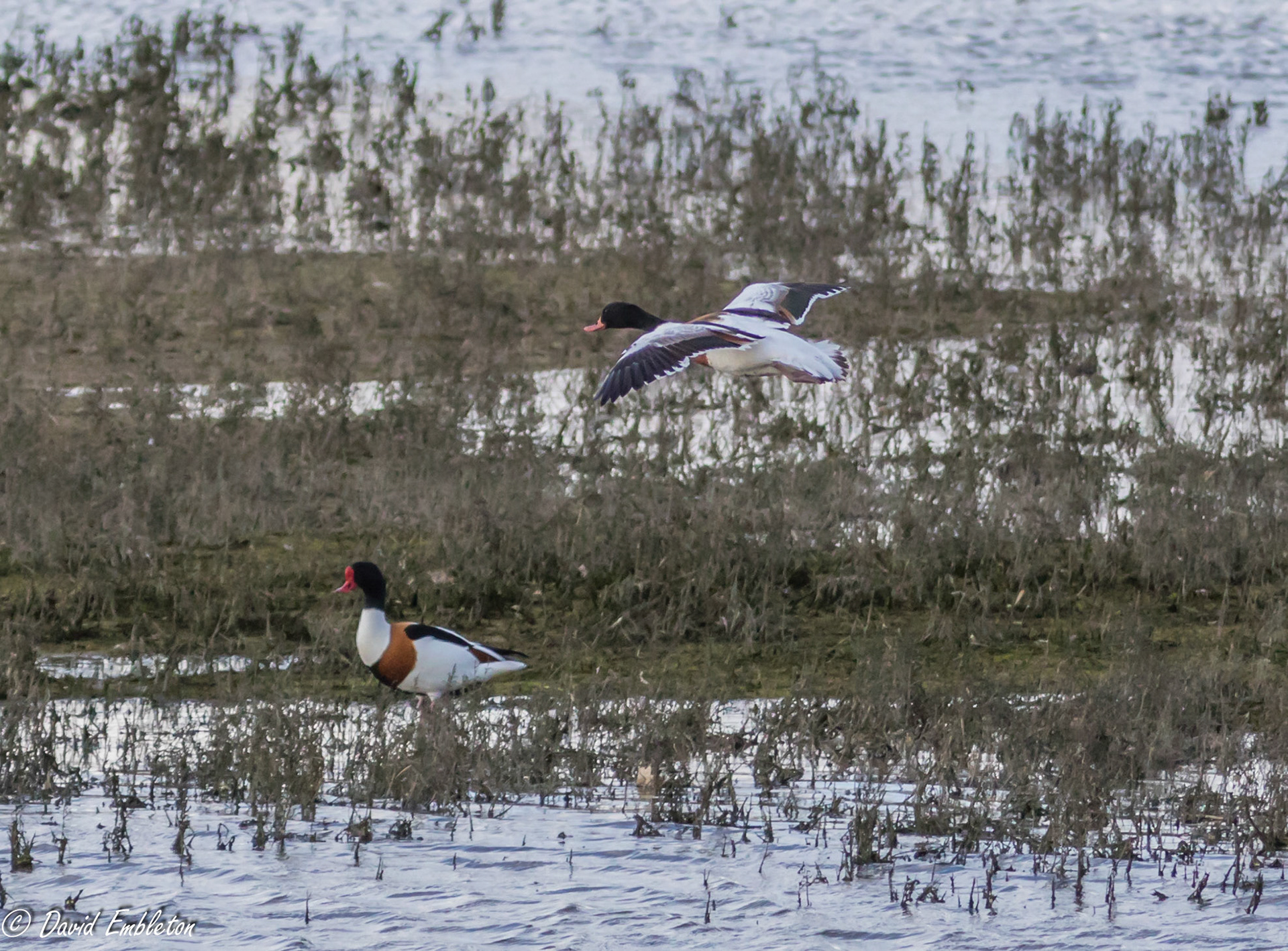 Shelduck