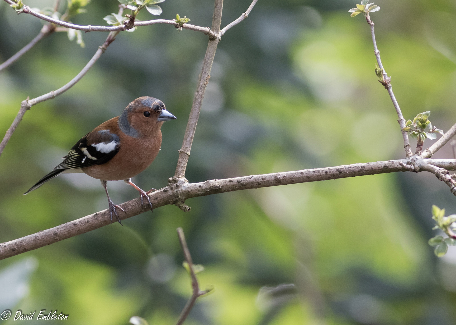 Chaffinch
