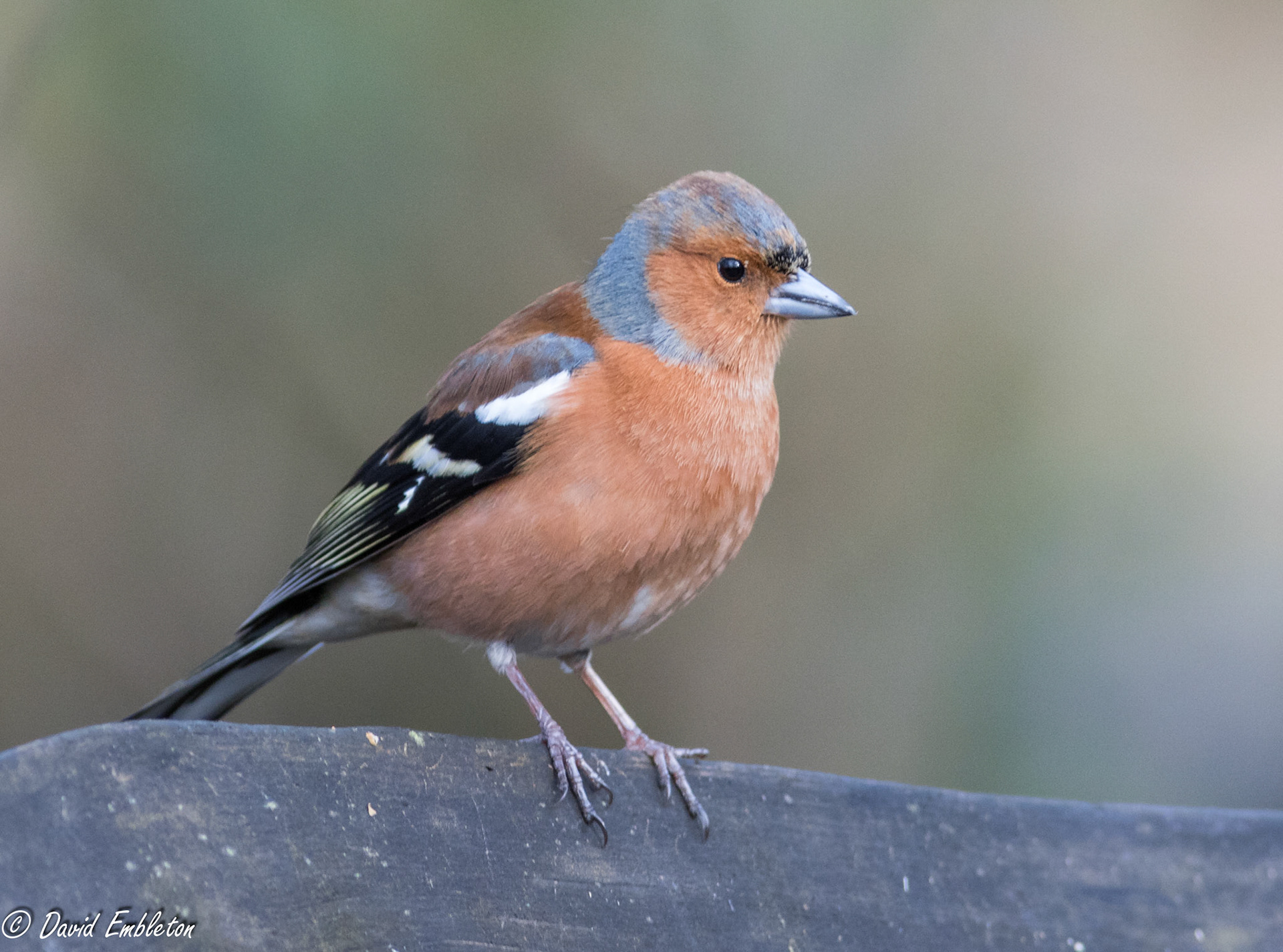 Chaffinch
