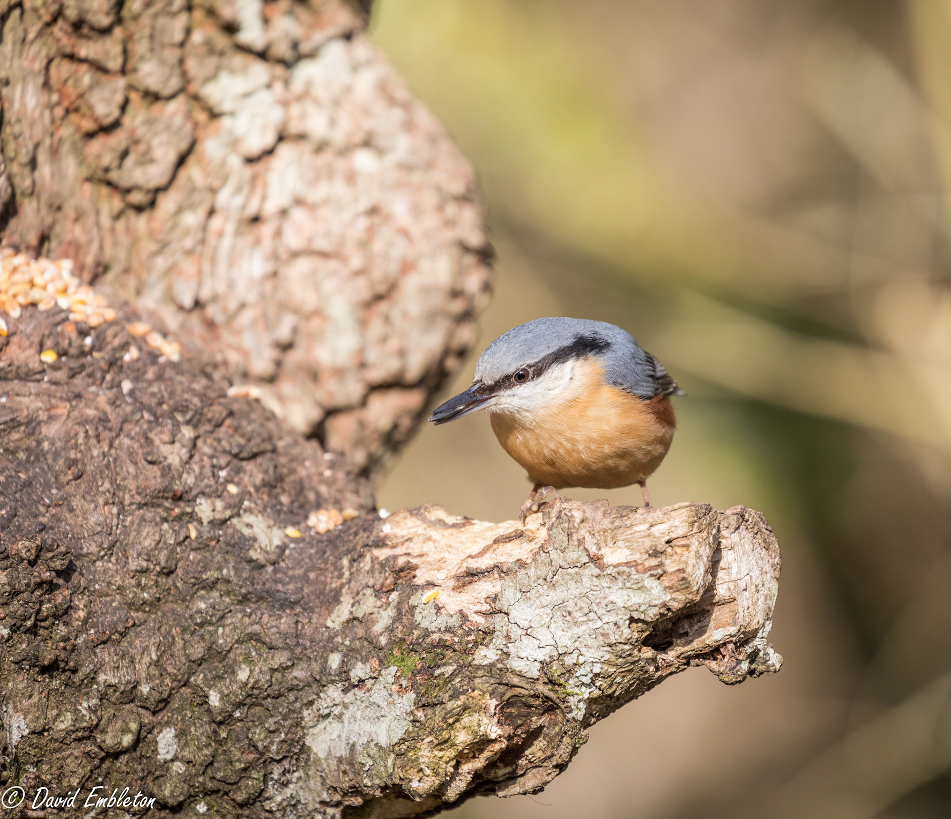 Nuthatch
