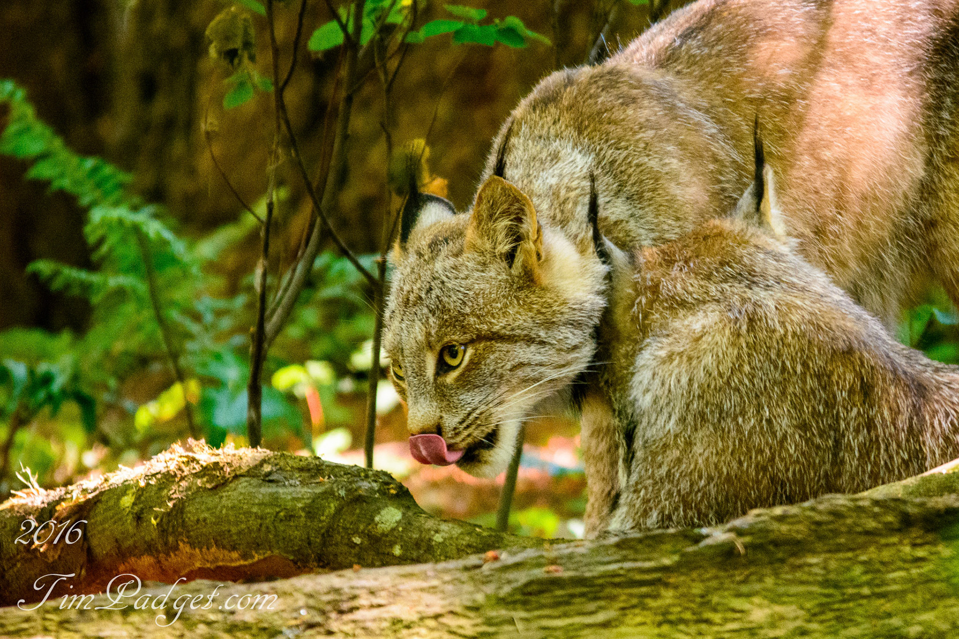 Lynx - Northwest Trek