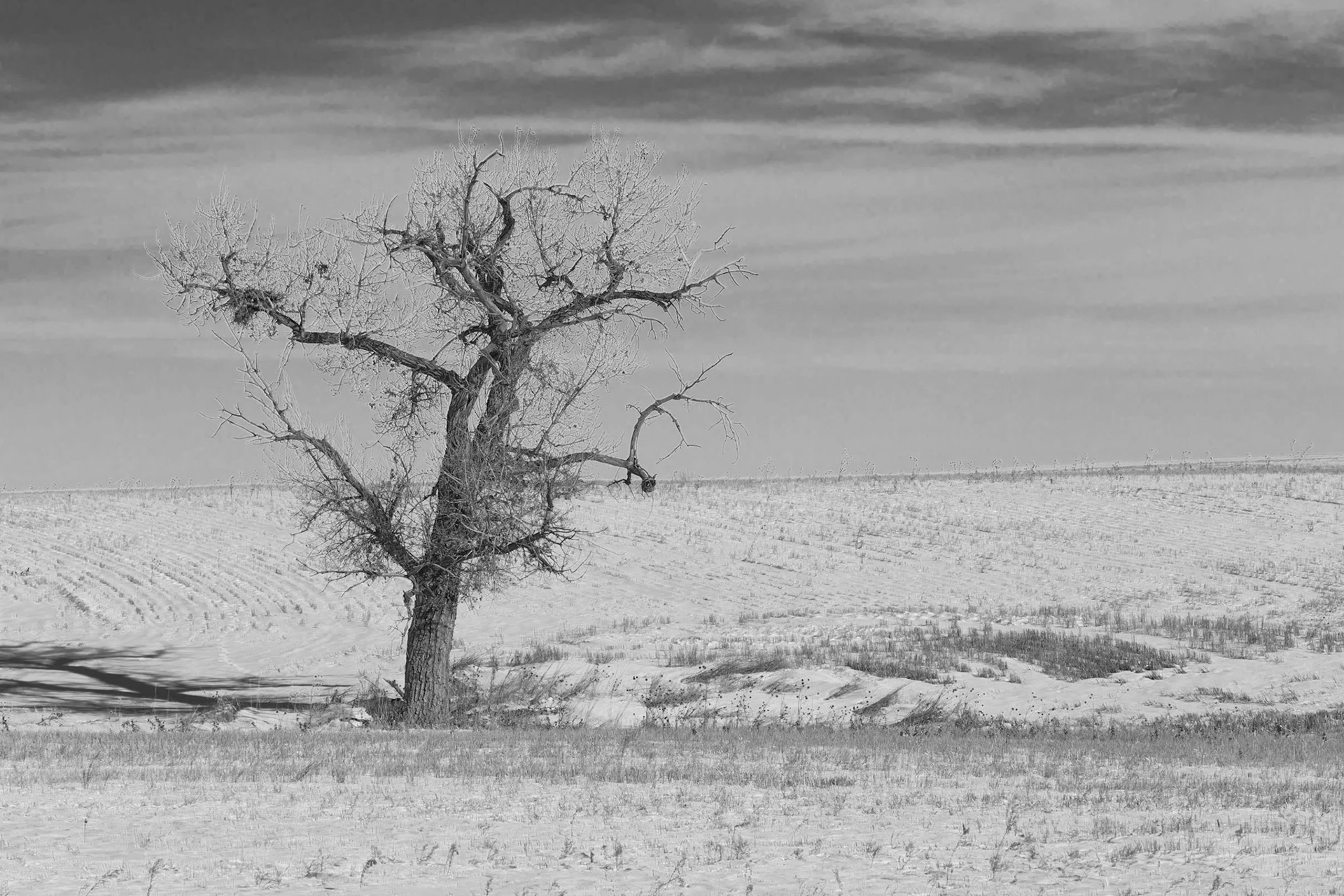 Photographed in Bennett, Colorado.